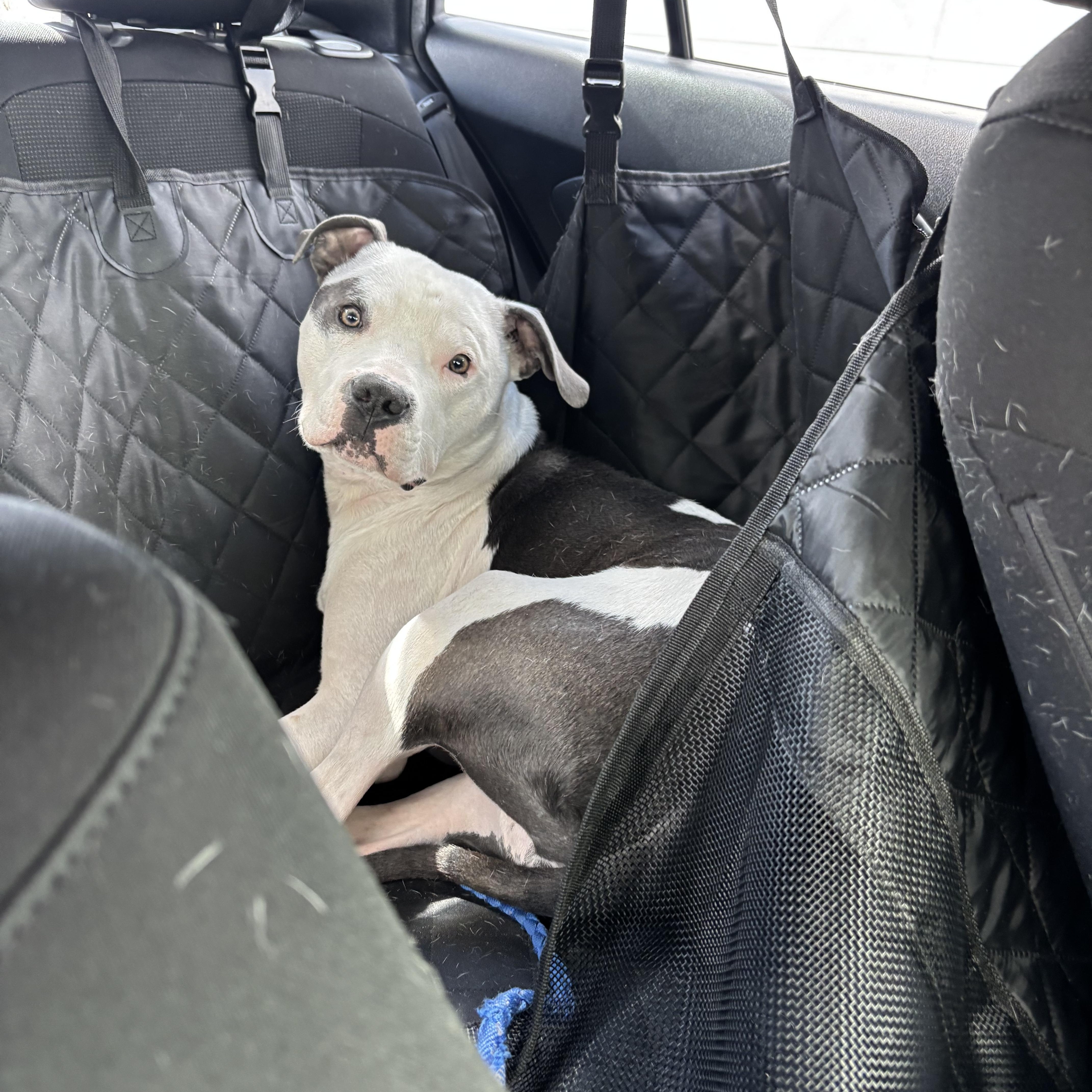 Enlarge Petey~ cuddly bff, a Adoptable American Staffordshire Terrier in Irvine, CA image 2/6