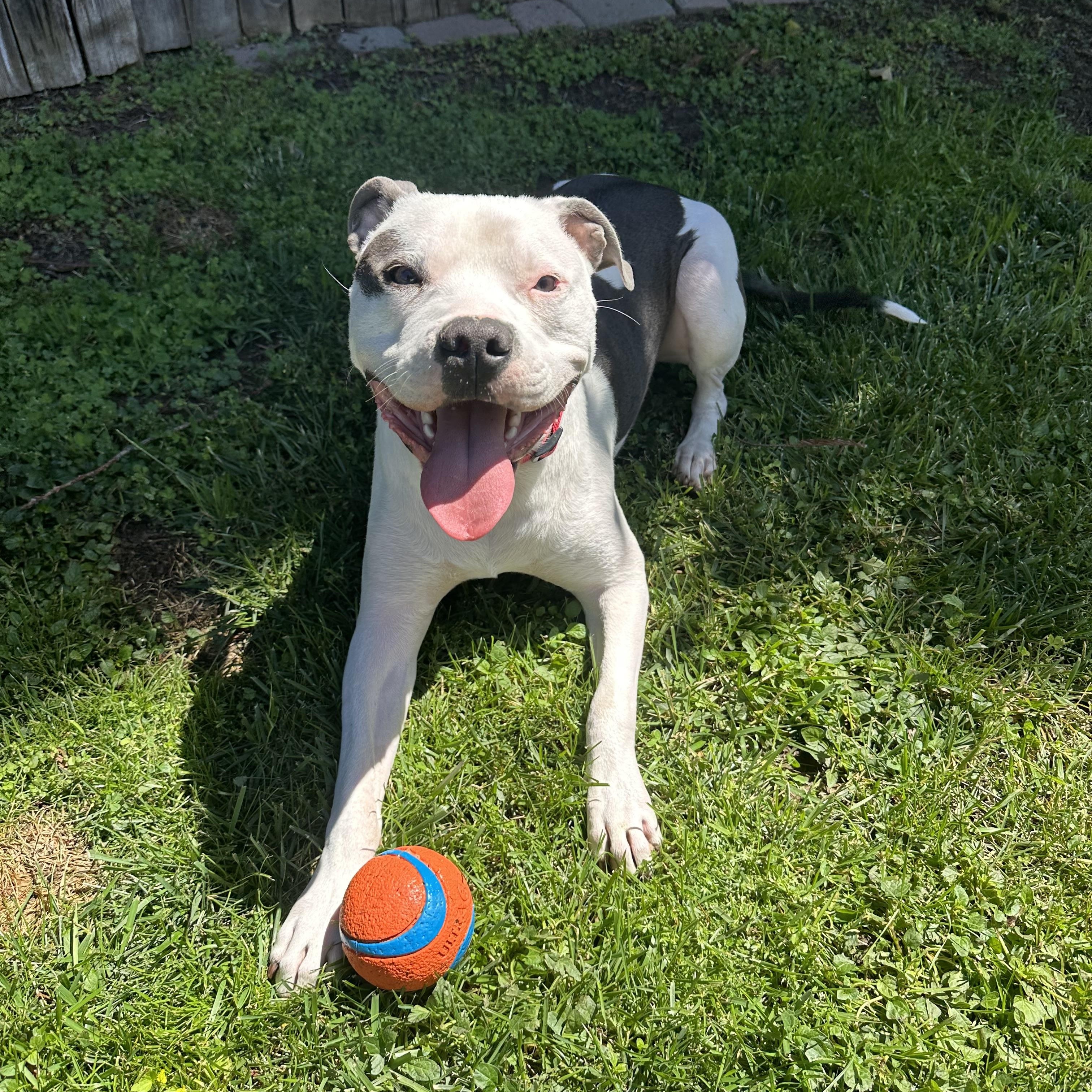 Petey~ cuddly bff, Adoptable, Young Male American Staffordshire Terrier.