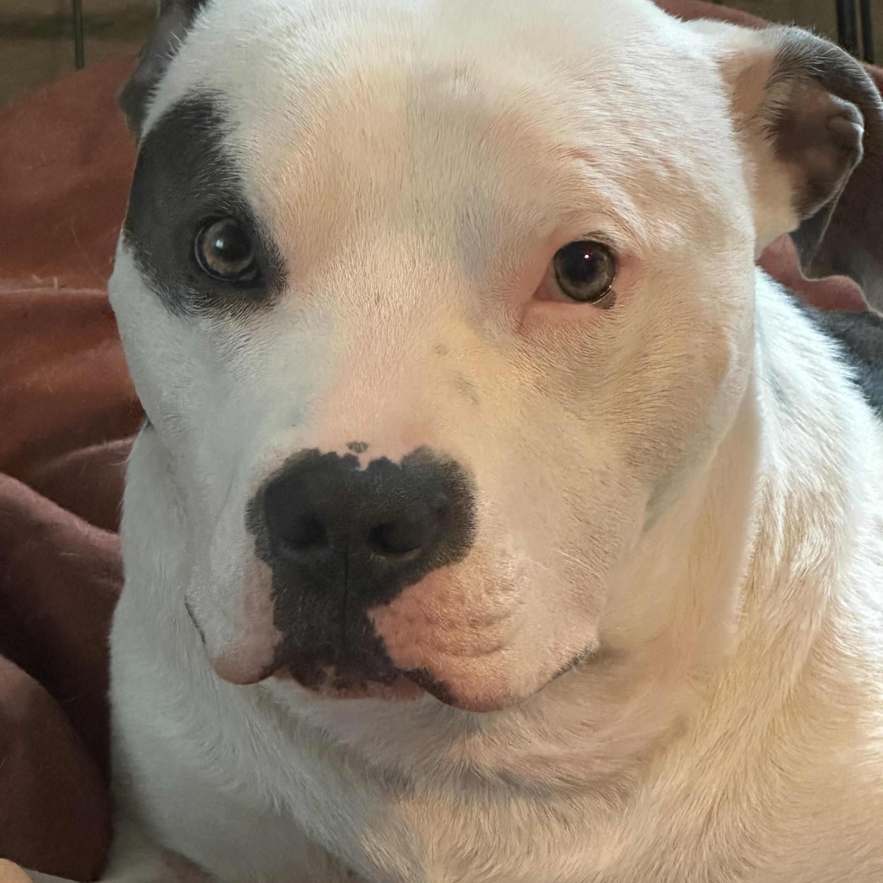 Enlarge Petey~ cuddly bff, a Adoptable American Staffordshire Terrier in Irvine, CA image 5/6