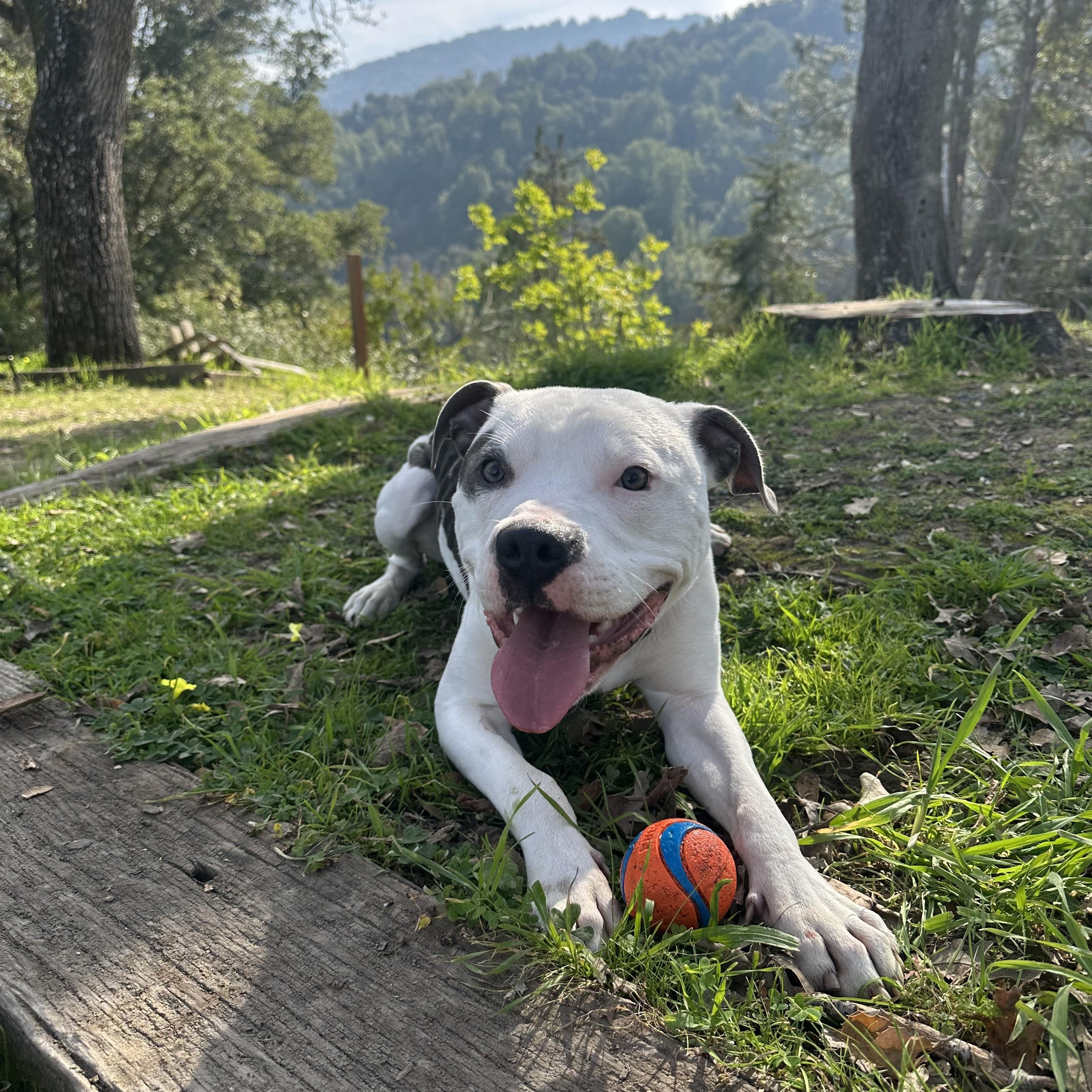 Enlarge Petey~ cuddly bff, a Adoptable American Staffordshire Terrier in Irvine, CA image 3/6