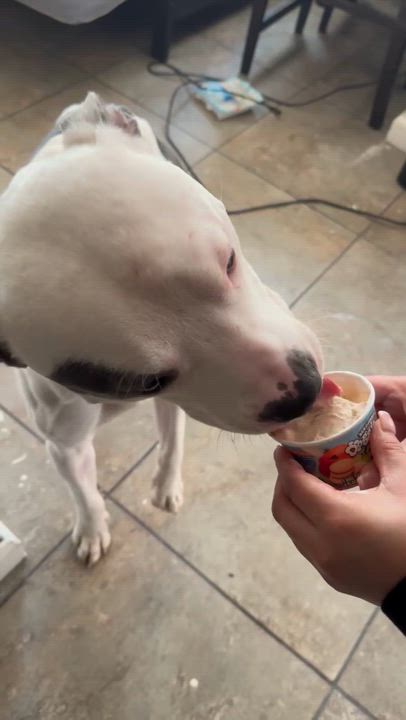 Enlarge Petey~ cuddly bff, a Adoptable American Staffordshire Terrier in Irvine, CA video 6/6