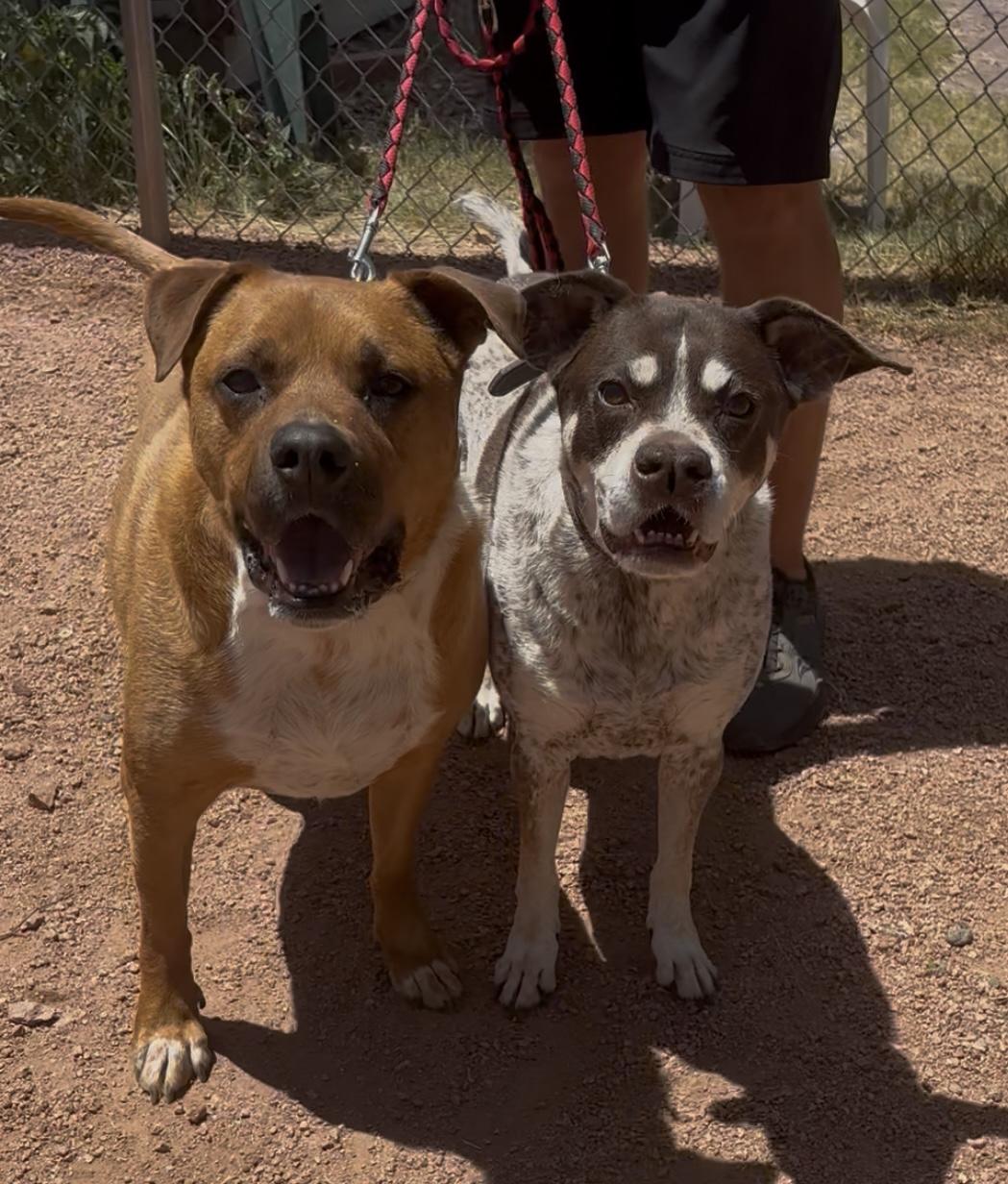 Suzi Q, ADOPTABLE, Senior Female Pointer.
