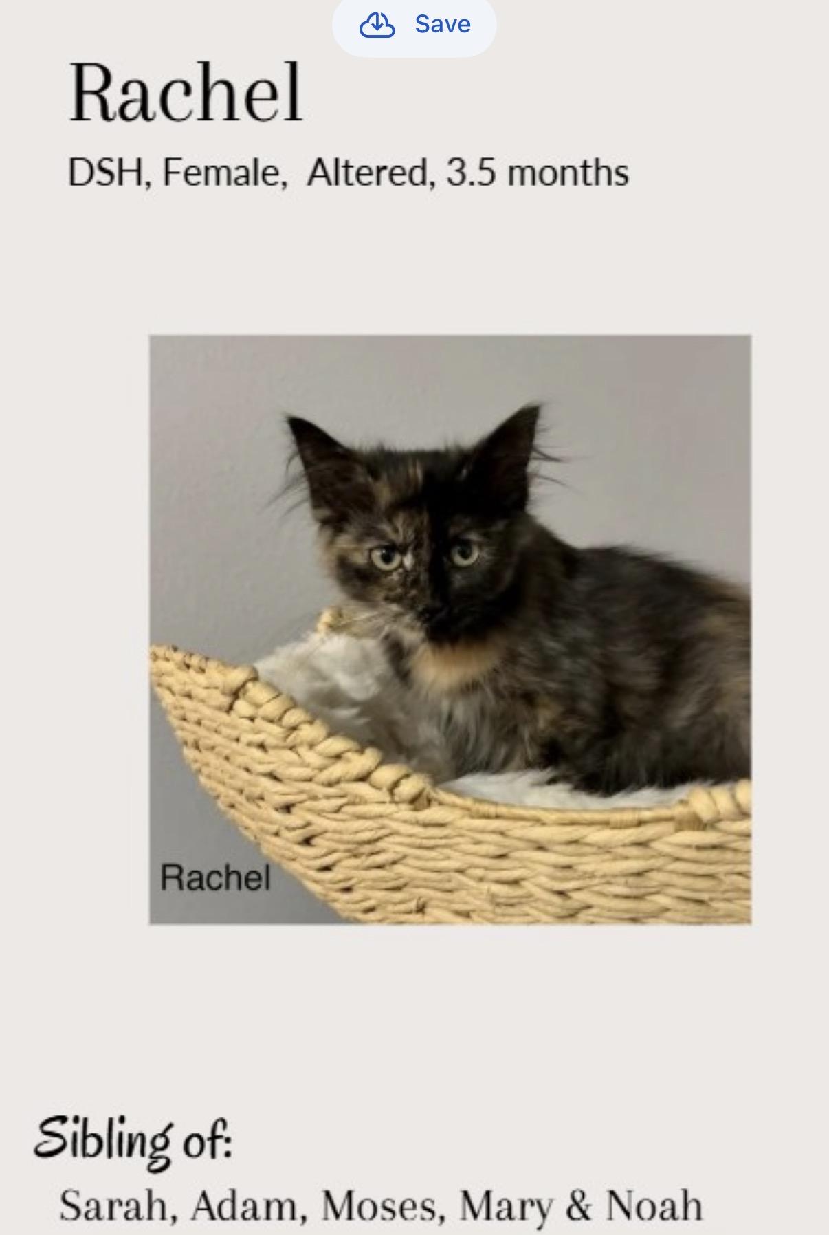 Rachel , ADOPTABLE, Kitten Female Maine Coon & Tortoiseshell.