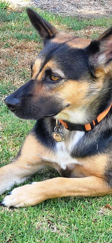 Enlarge Chica, a Adoptable mixed breed in Pleasant Grove, CA image 2/3