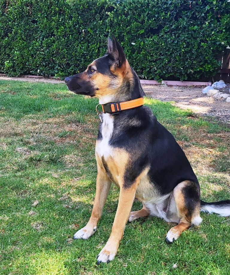 Enlarge Chica, a Adoptable mixed breed in Pleasant Grove, CA image 3/3