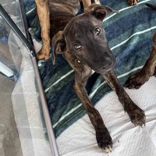 Sally, Adoptable, Puppy Female Mixed Breed.