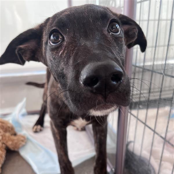 Enlarge Sally, a Adoptable Mixed Breed in Bentonville, AR image 2/2