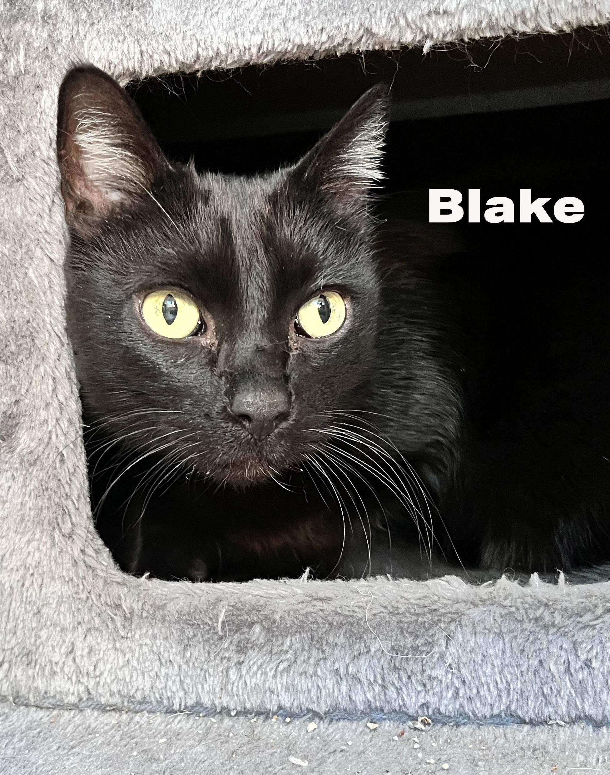 Blake, ADOPTABLE, Young Male Domestic Short Hair.