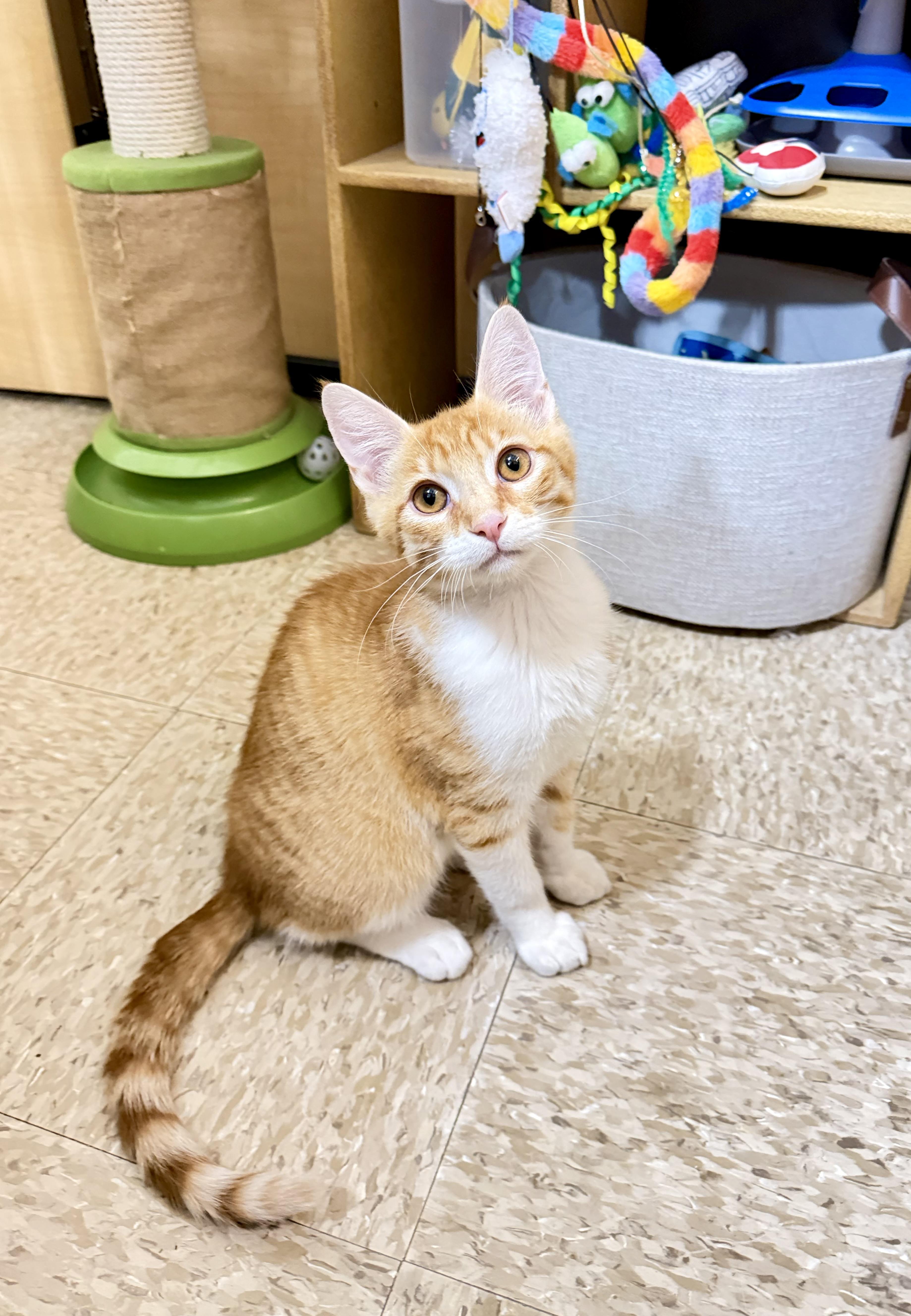Enlarge Zeke, a Adoptable mixed breed in Dixon, CA image 2/5