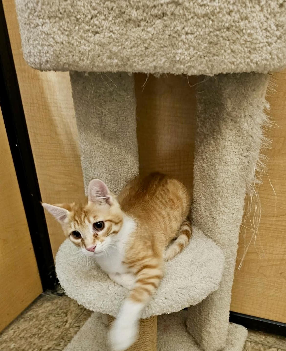 Enlarge Zeke, a Adoptable mixed breed in Dixon, CA image 4/5