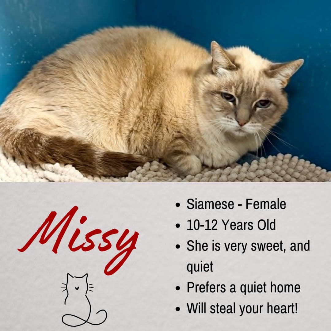 Enlarge Missy, a ADOPTABLE Siamese in Junction City, KS image 1/1
