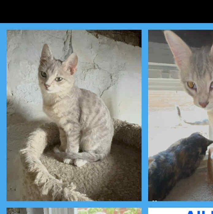 Spike, ADOPTABLE, Young Male Domestic Short Hair.