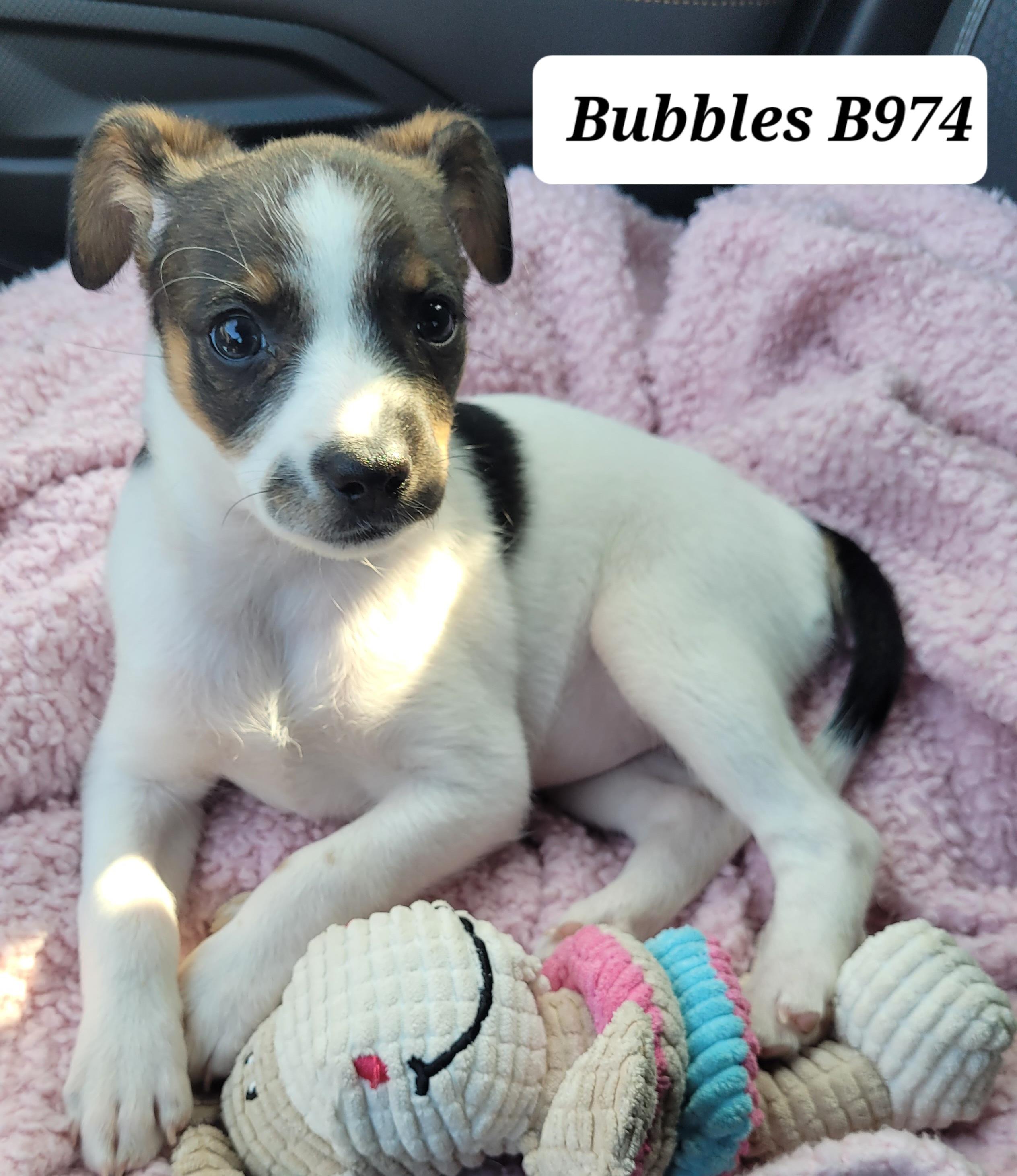 Bubbles, ADOPTABLE, Puppy Female Shih Tzu & Terrier.