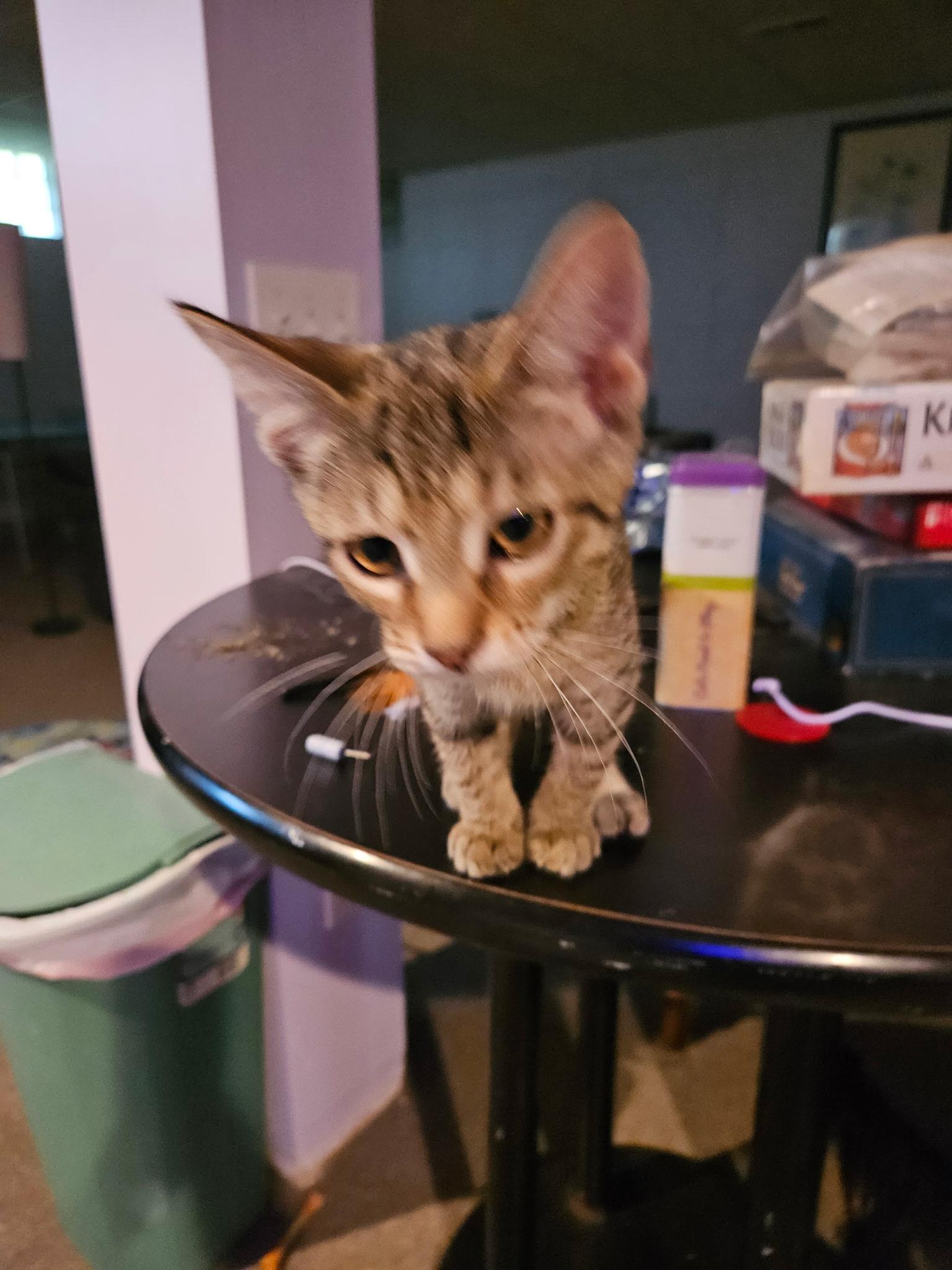 Nick, ADOPTABLE, Kitten Male Domestic Short Hair.