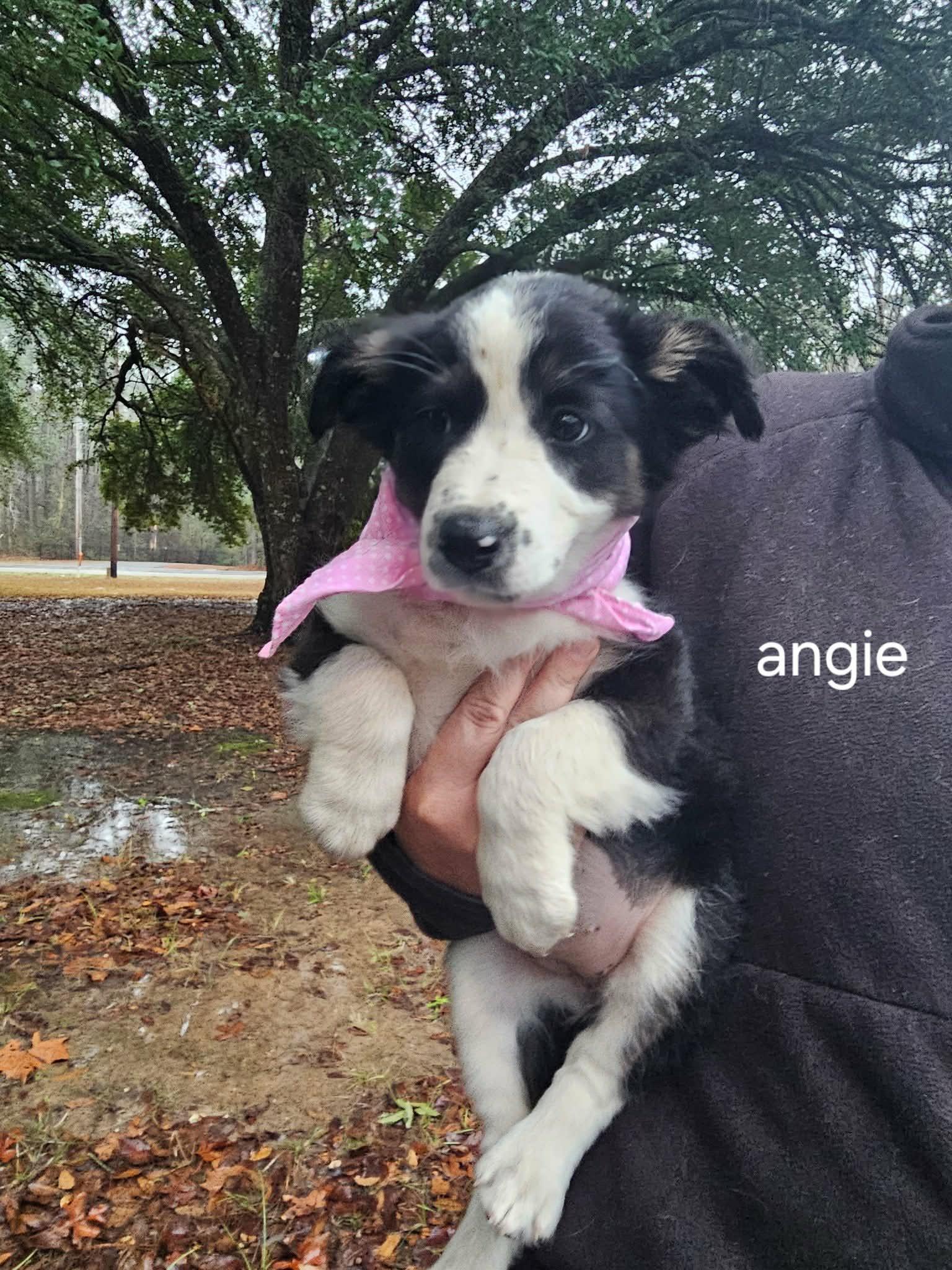 Enlarge Angie, an adopted mixed breed in abingdon, MD image 1/1