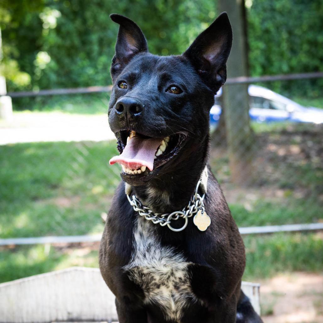 Vincent, Adoptable, Adult Male Mixed Breed.