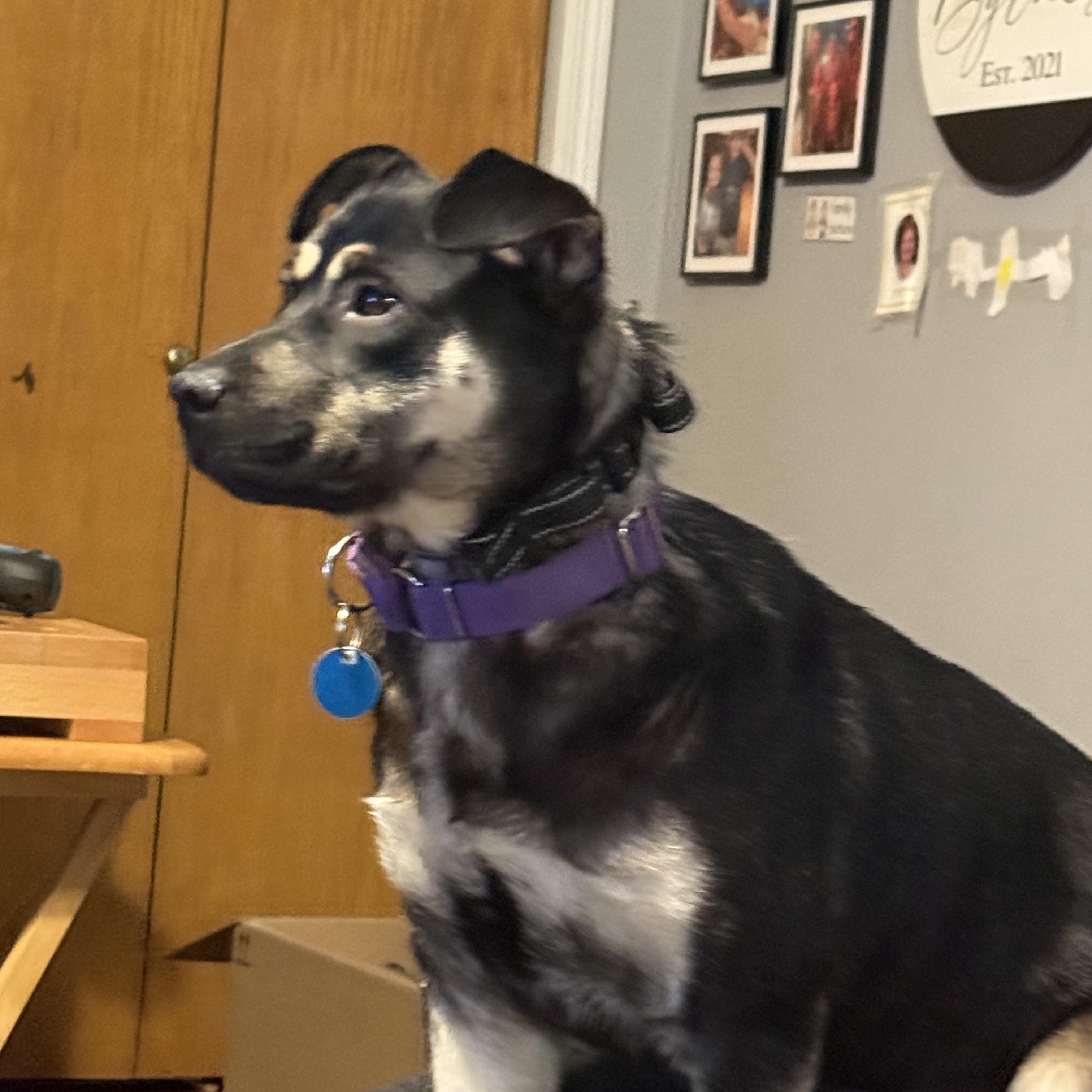 Enlarge Remington (Remi), a Adoptable mixed breed in Sioux Falls, SD image 5/5