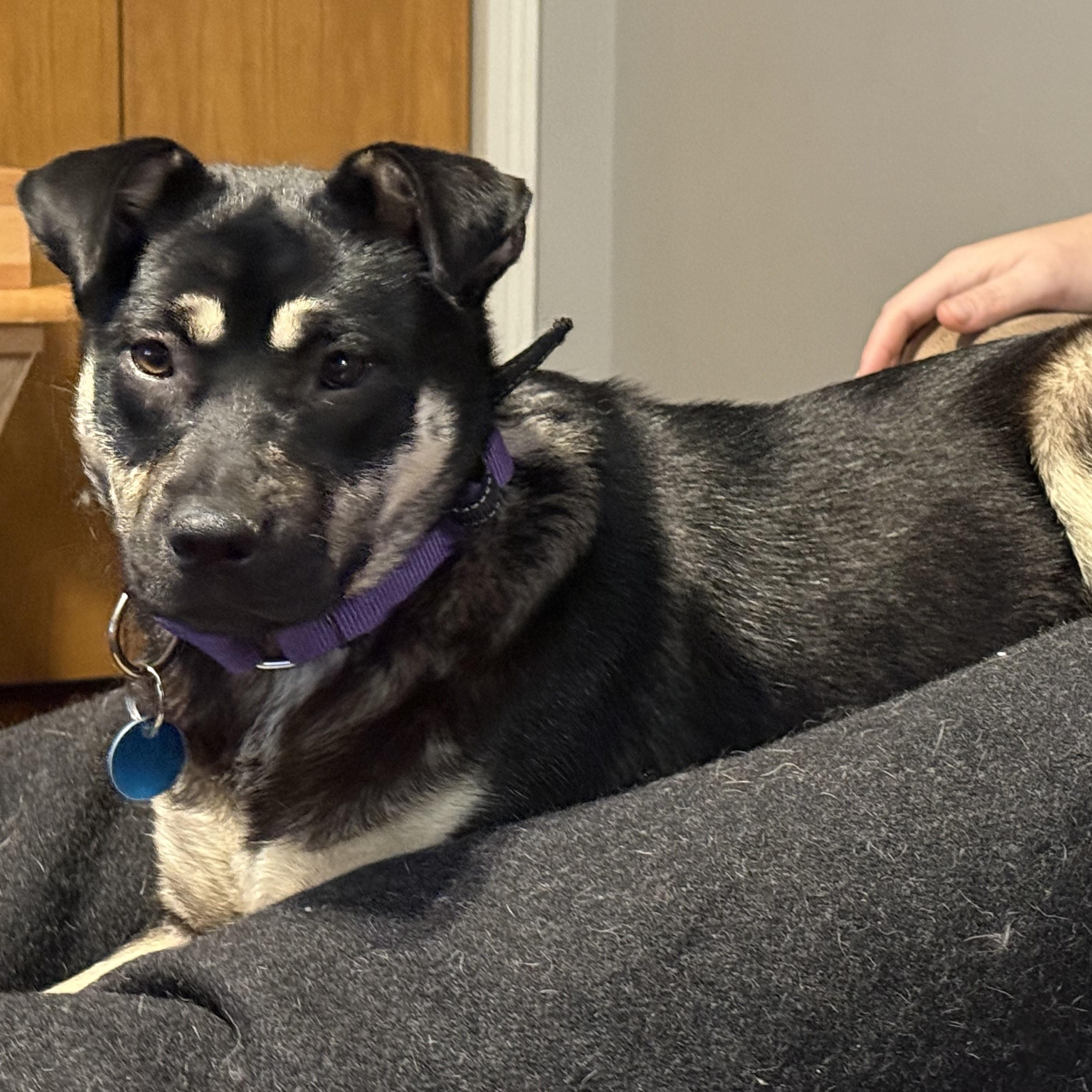 Enlarge Remington (Remi), a Adoptable mixed breed in Sioux Falls, SD image 1/5