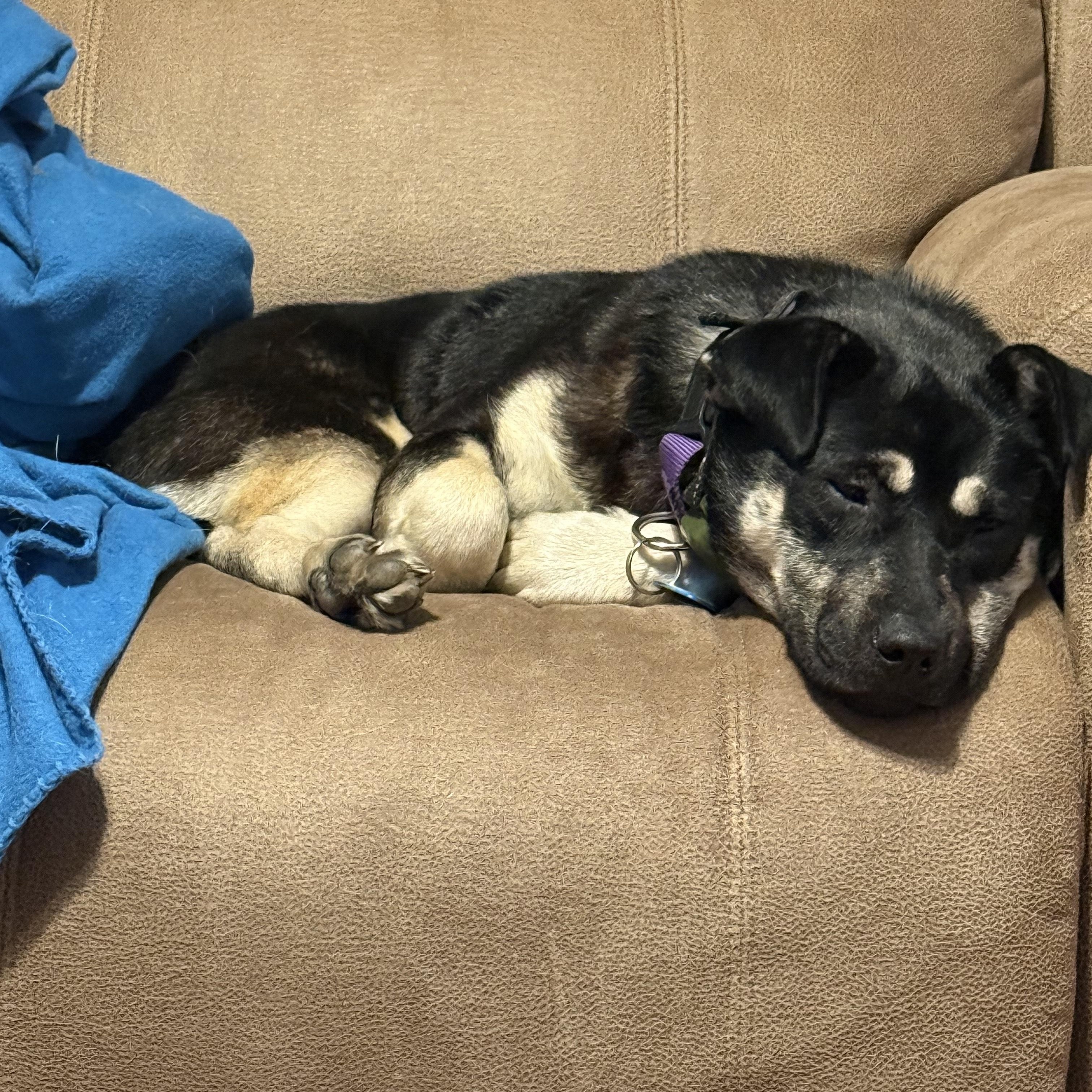 Enlarge Remington (Remi), a Adoptable mixed breed in Sioux Falls, SD image 3/5