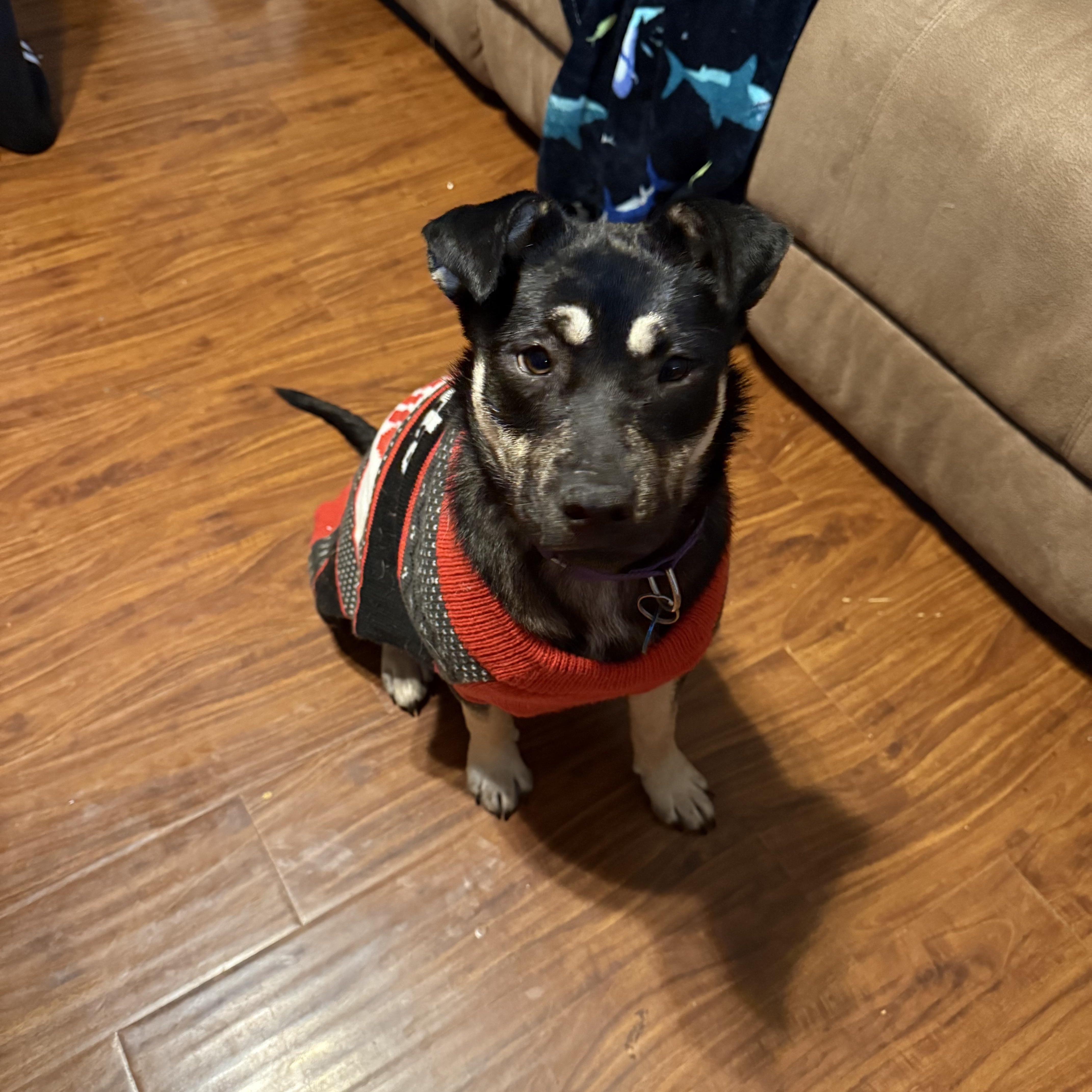 Enlarge Remington (Remi), a Adoptable mixed breed in Sioux Falls, SD image 2/5