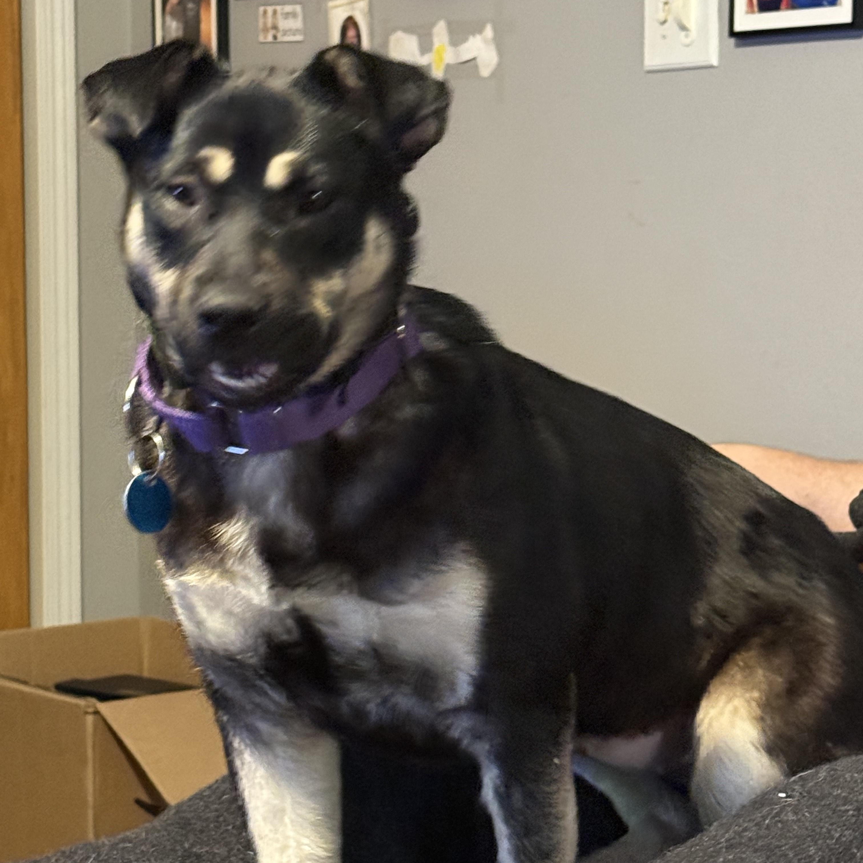 Enlarge Remington (Remi), a Adoptable mixed breed in Sioux Falls, SD image 4/5