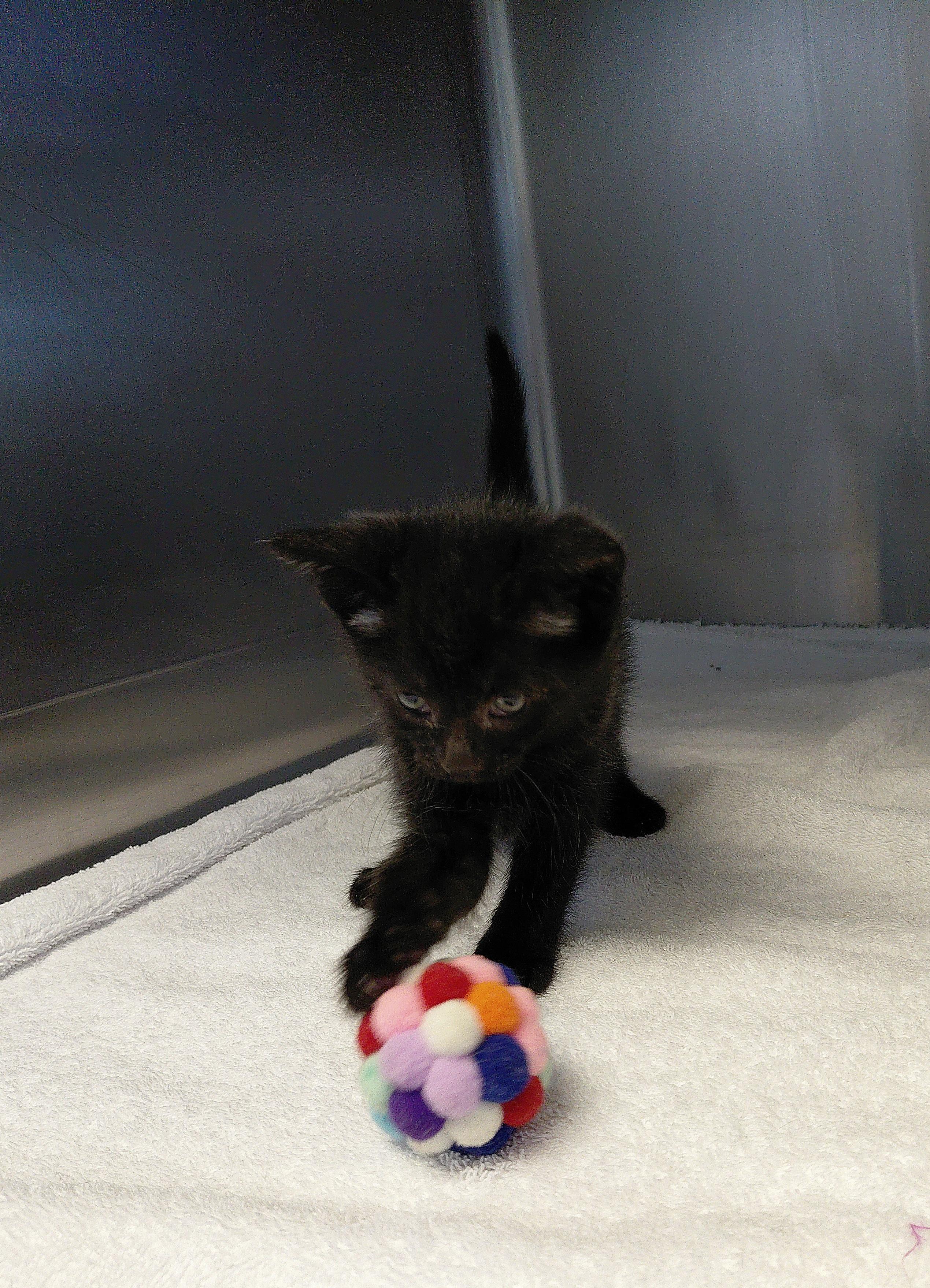Elsa, a ADOPTABLE Domestic Short Hair in Stanley, VA image 3/3
