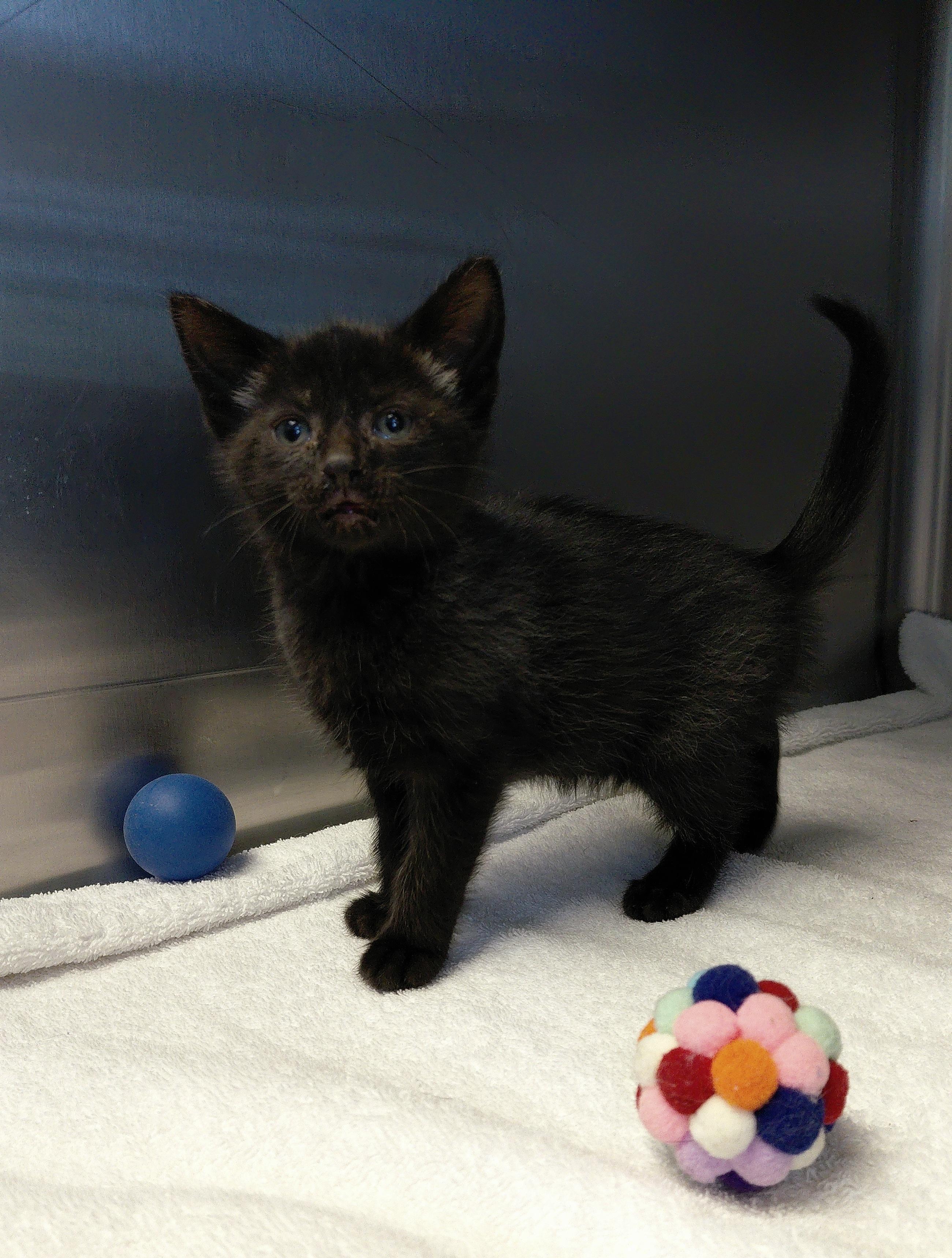 Elsa, a ADOPTABLE Domestic Short Hair in Stanley, VA image 2/3