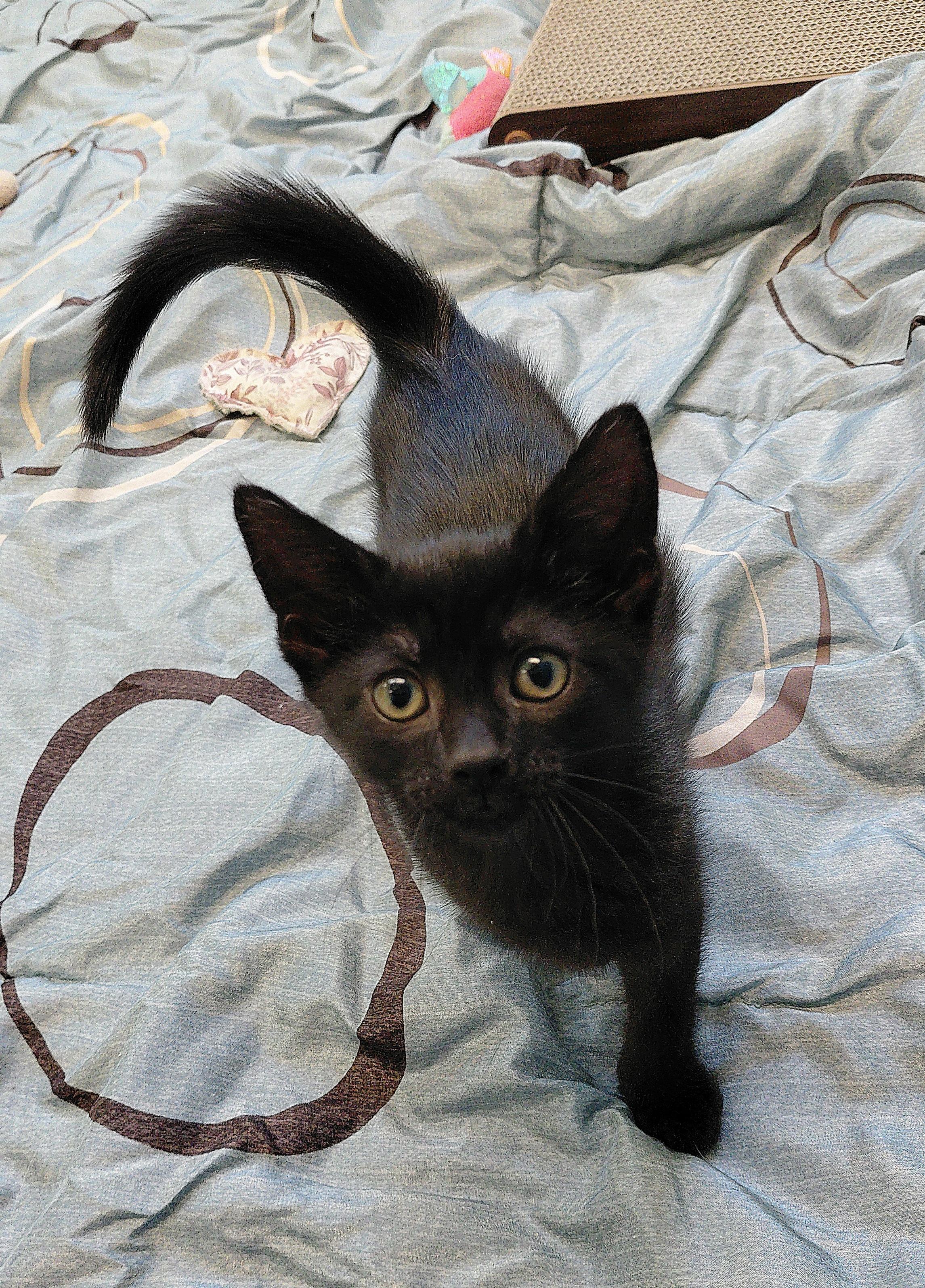 Elsa, a ADOPTABLE Domestic Short Hair in Stanley, VA image 1/3