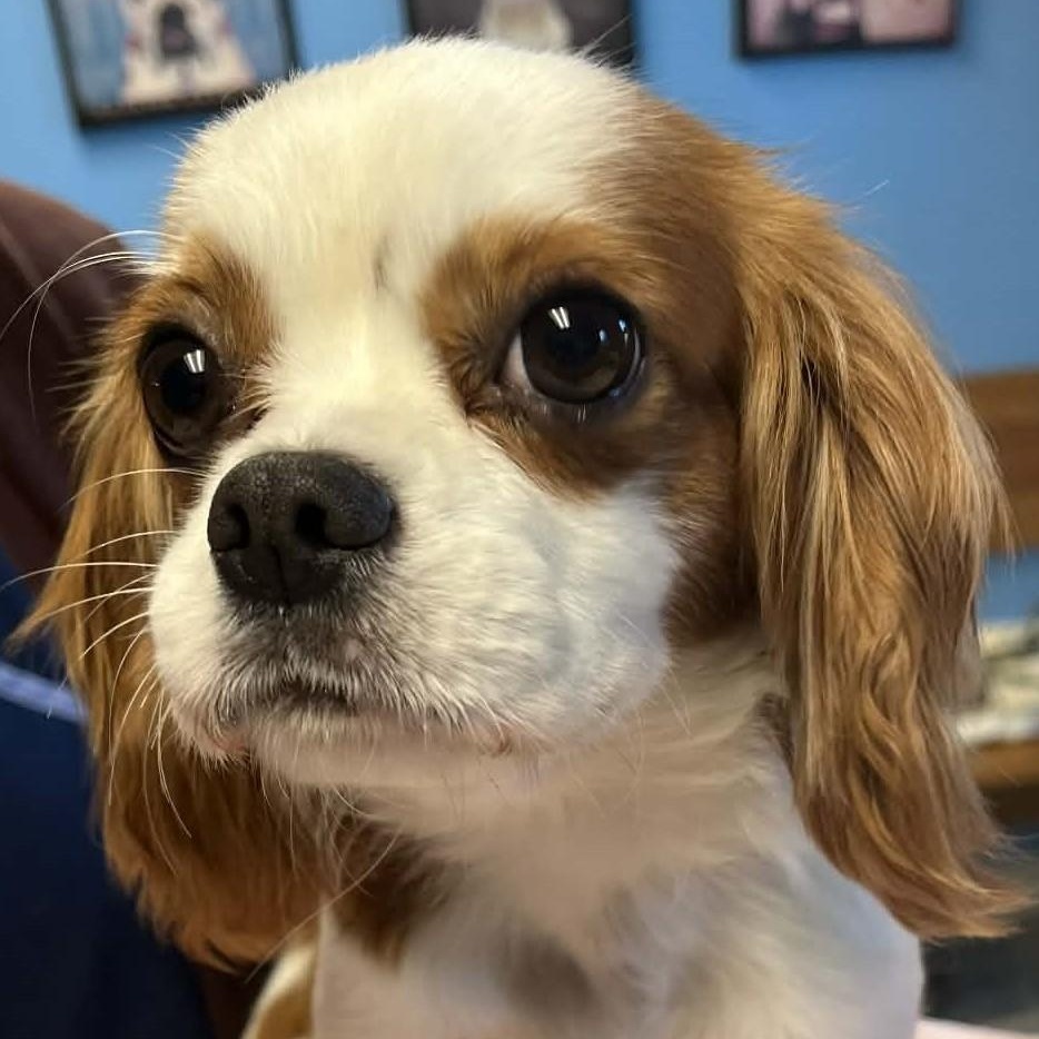 Enlarge Tena, an adopted Cavalier King Charles Spaniel in Robinson, IL image 1/1