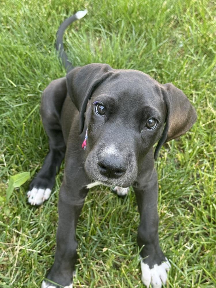Agnes - Adopted, a Adoptable mixed breed in Grand Rapids, MI image 1/4