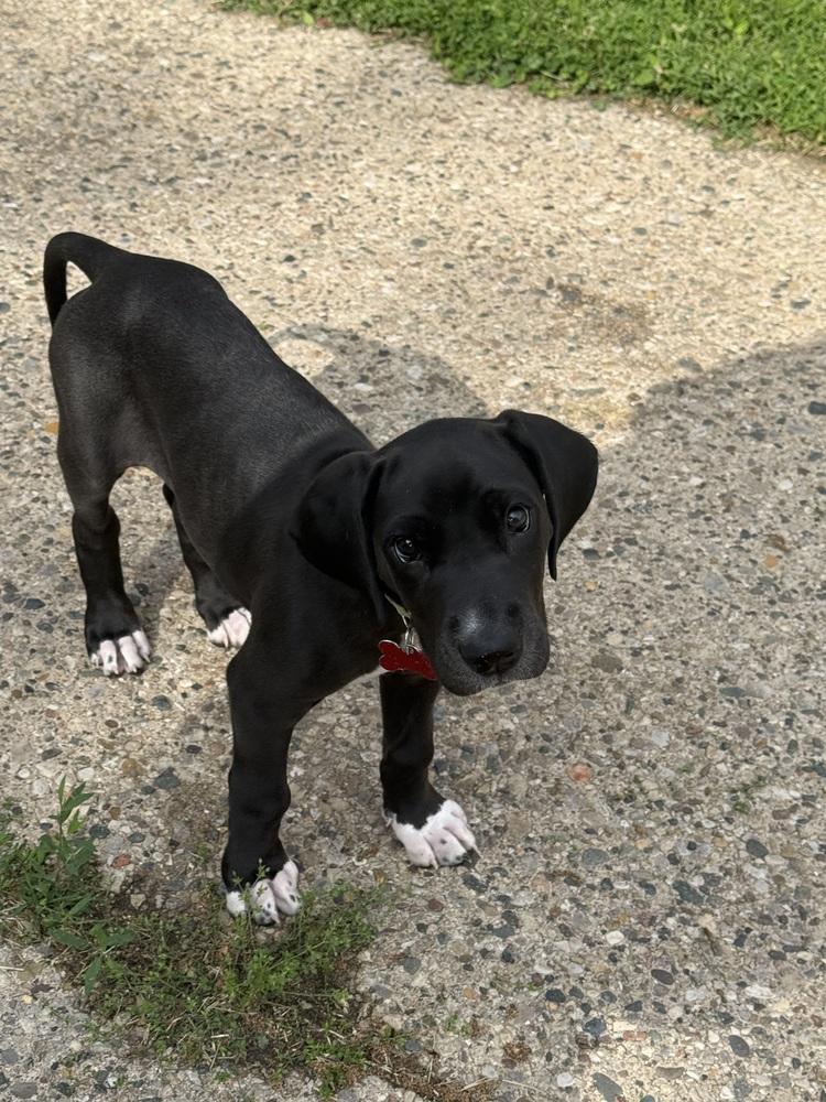 Agnes - Adopted, a Adoptable mixed breed in Grand Rapids, MI image 2/4
