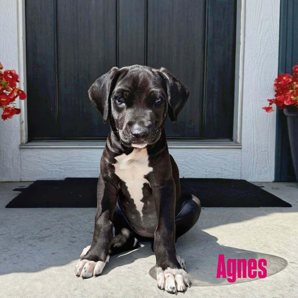 Agnes - Adopted, a Adoptable mixed breed in Grand Rapids, MI image 4/4