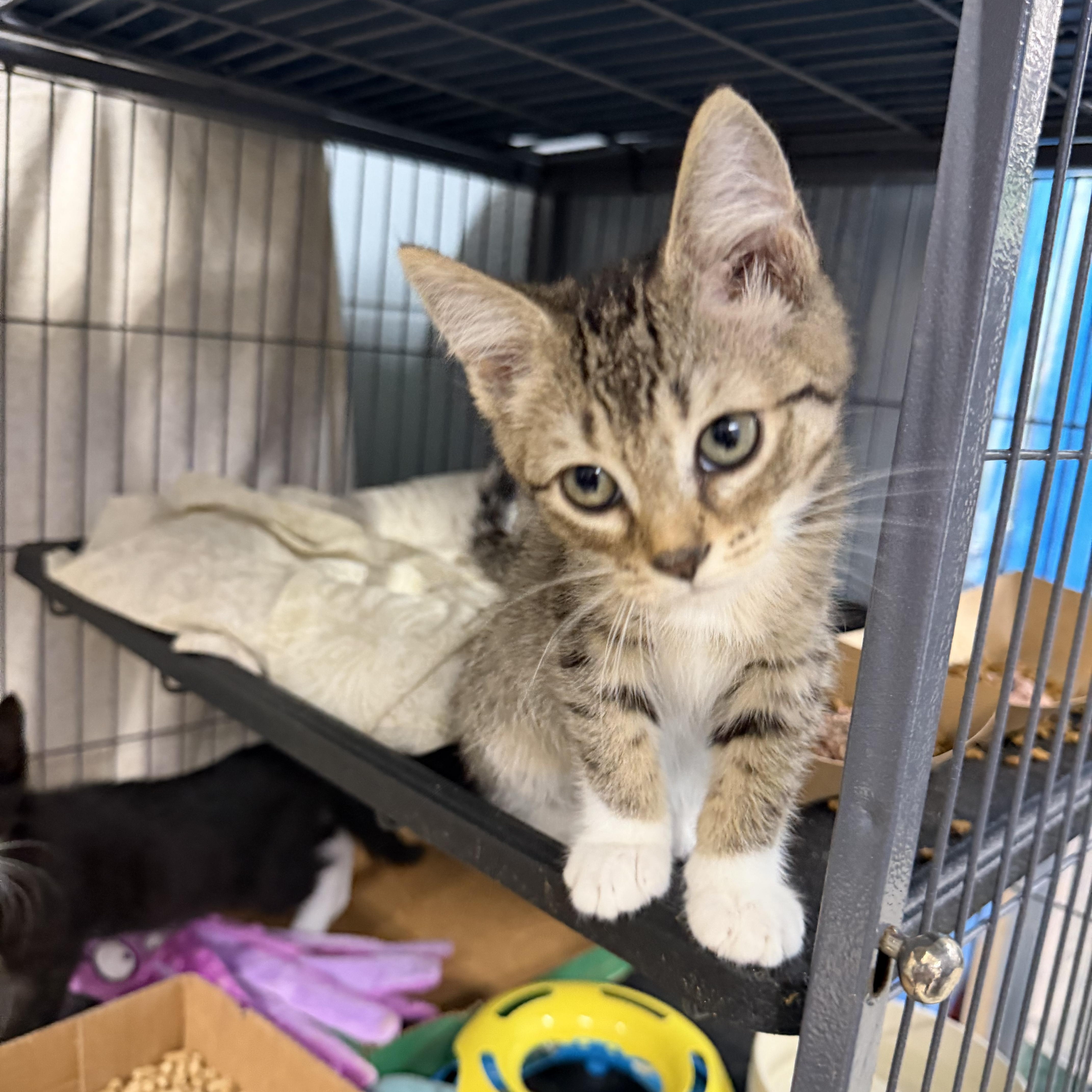 Enlarge Frankie, a ADOPTABLE Domestic Short Hair in Albemarle, NC image 2/3