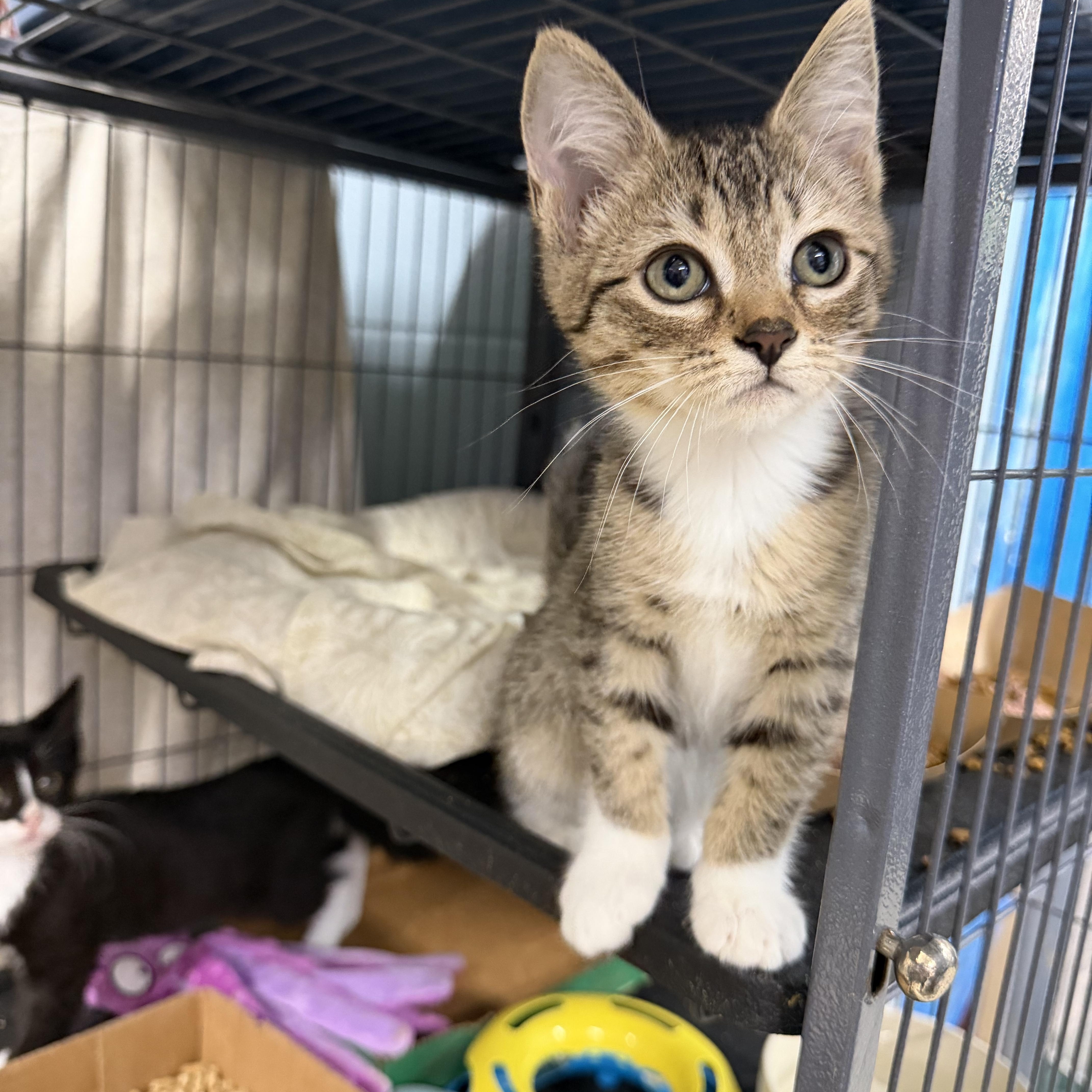 Enlarge Frankie, a ADOPTABLE Domestic Short Hair in Albemarle, NC image 3/3