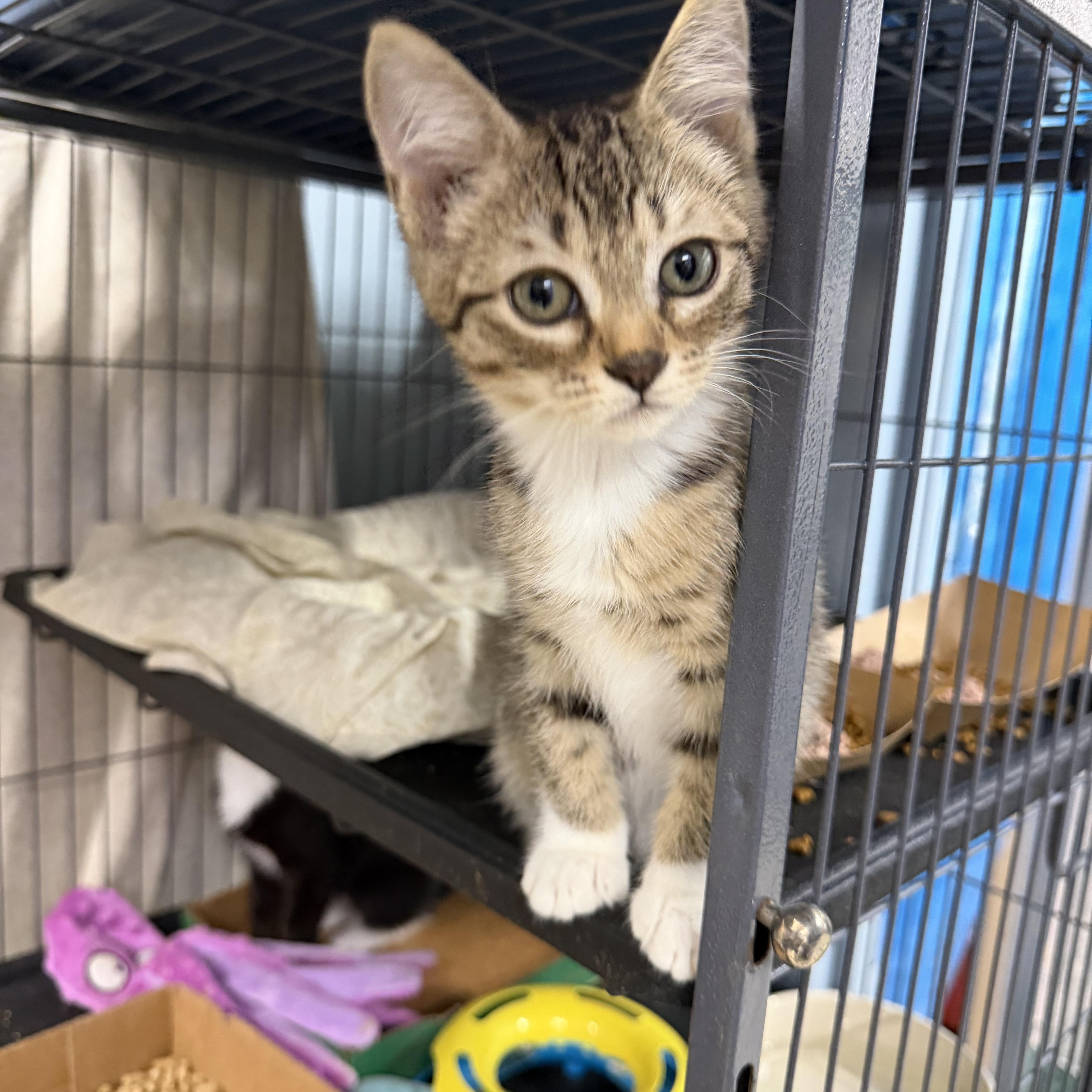 Frankie, ADOPTABLE, Young Female Domestic Short Hair.