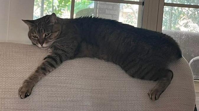 Brea, Adoptable, Senior Female Domestic Short Hair.
