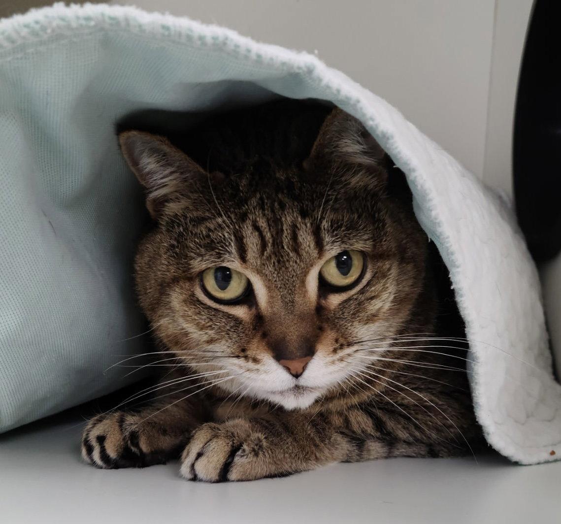 Brea, Adoptable, Senior Female Domestic Short Hair.