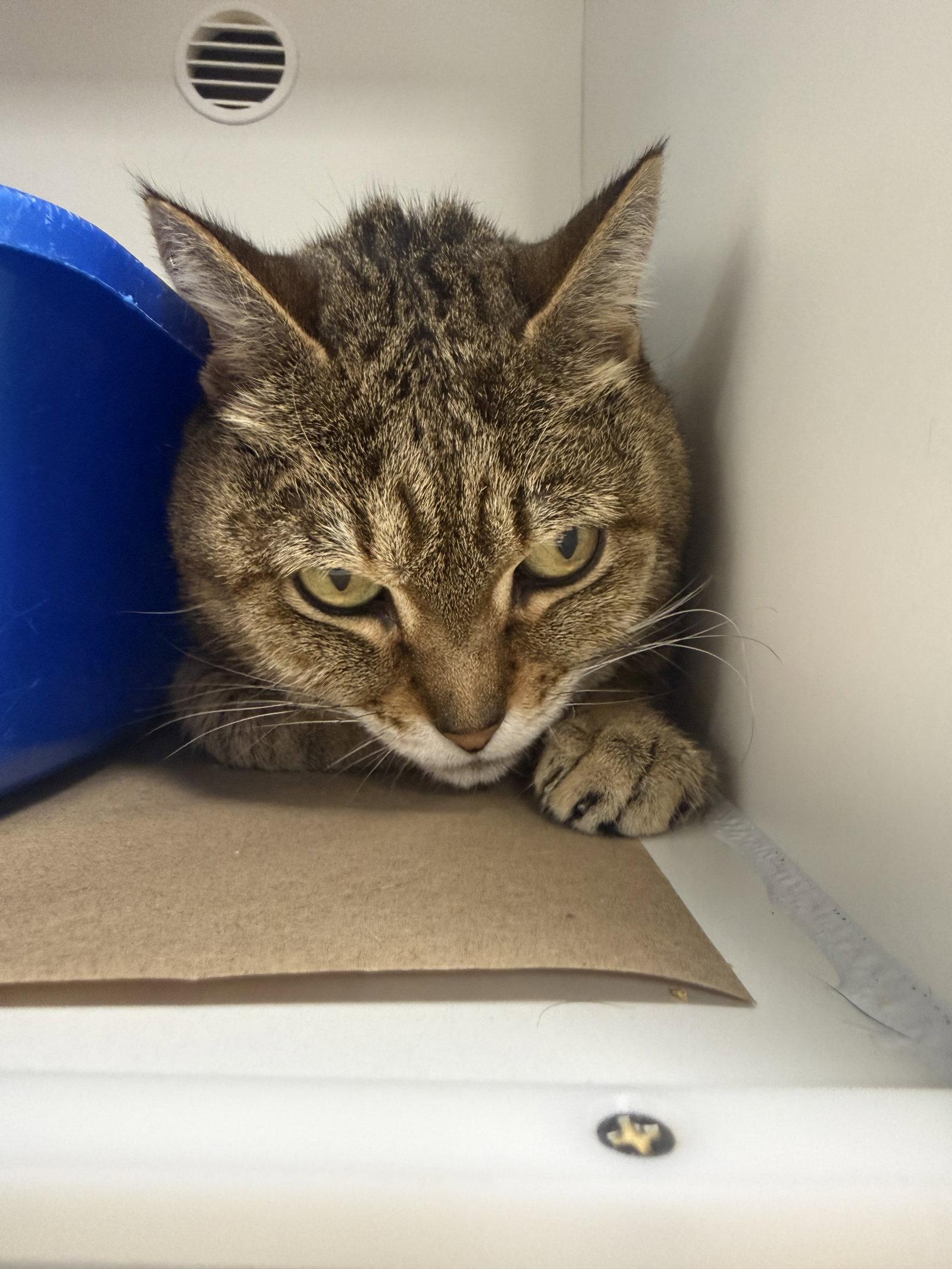 Brea, a Adoptable Domestic Short Hair in Satellite Beach, FL image 2/2