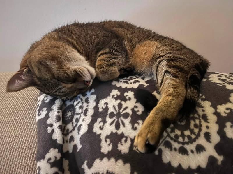 Enlarge Brea, a Adoptable Domestic Short Hair in Satellite Beach, FL image 3/3