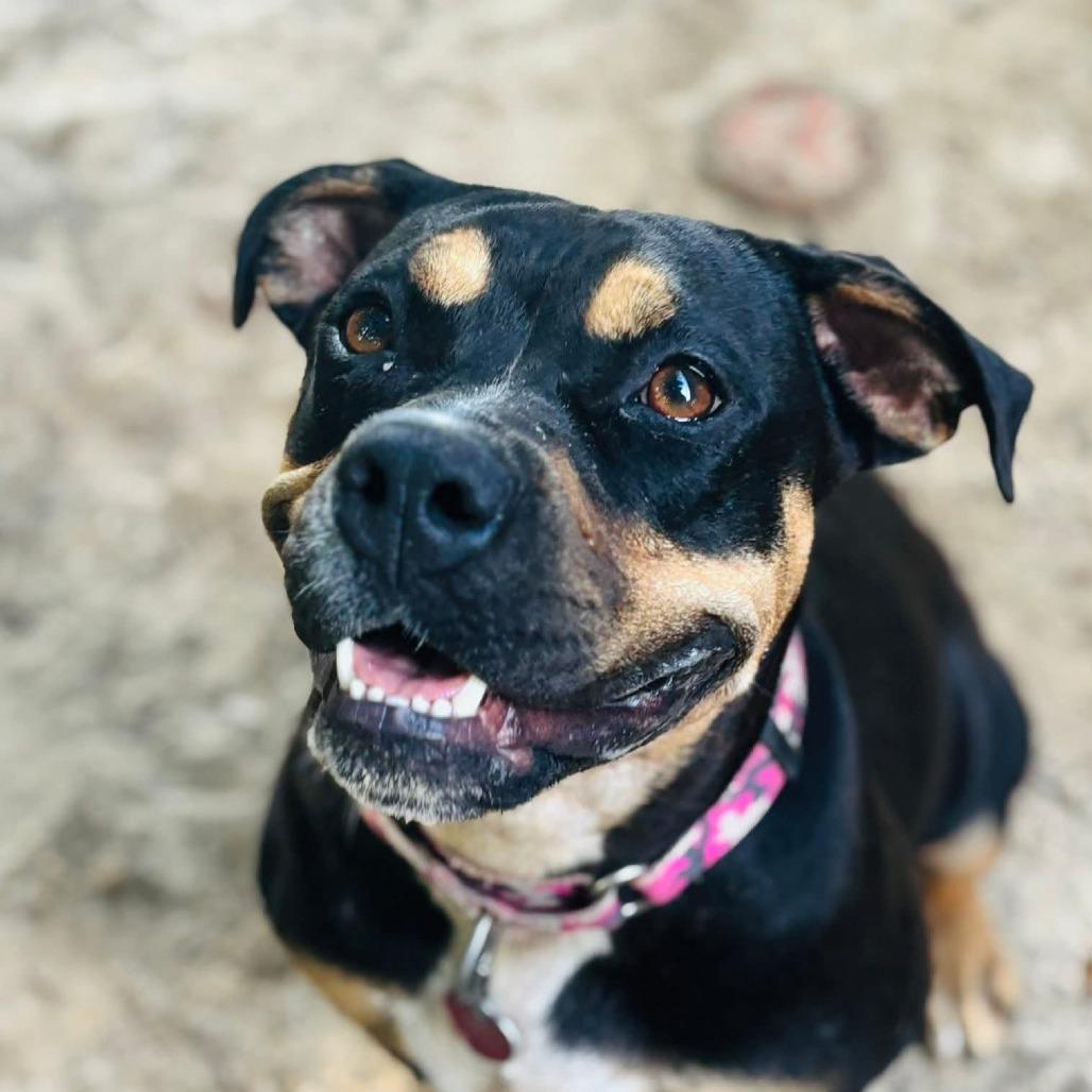 Enlarge Chaka Khan, a Adoptable Mixed Breed in Williston, FL image 1/6