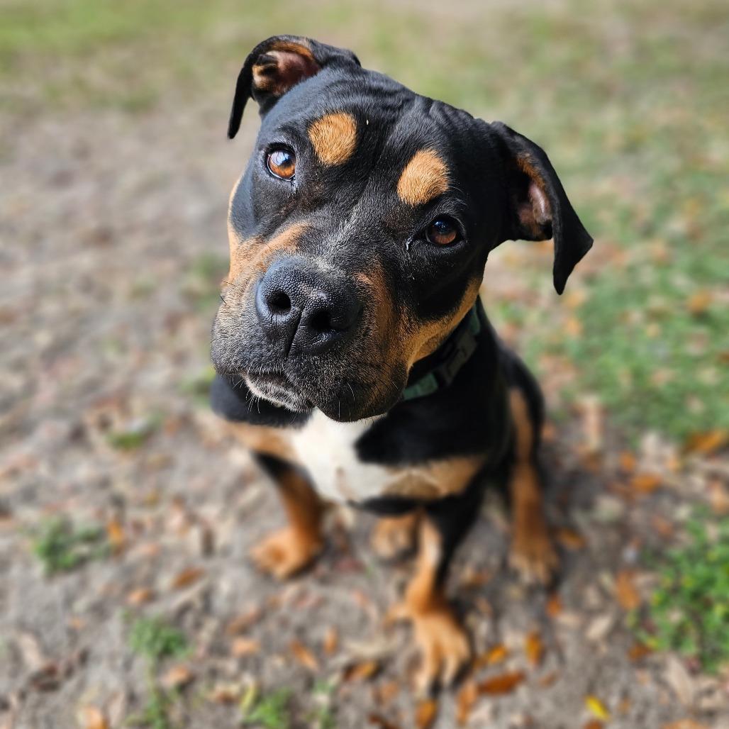 Enlarge Chaka Khan, a Adoptable Mixed Breed in Williston, FL image 2/6