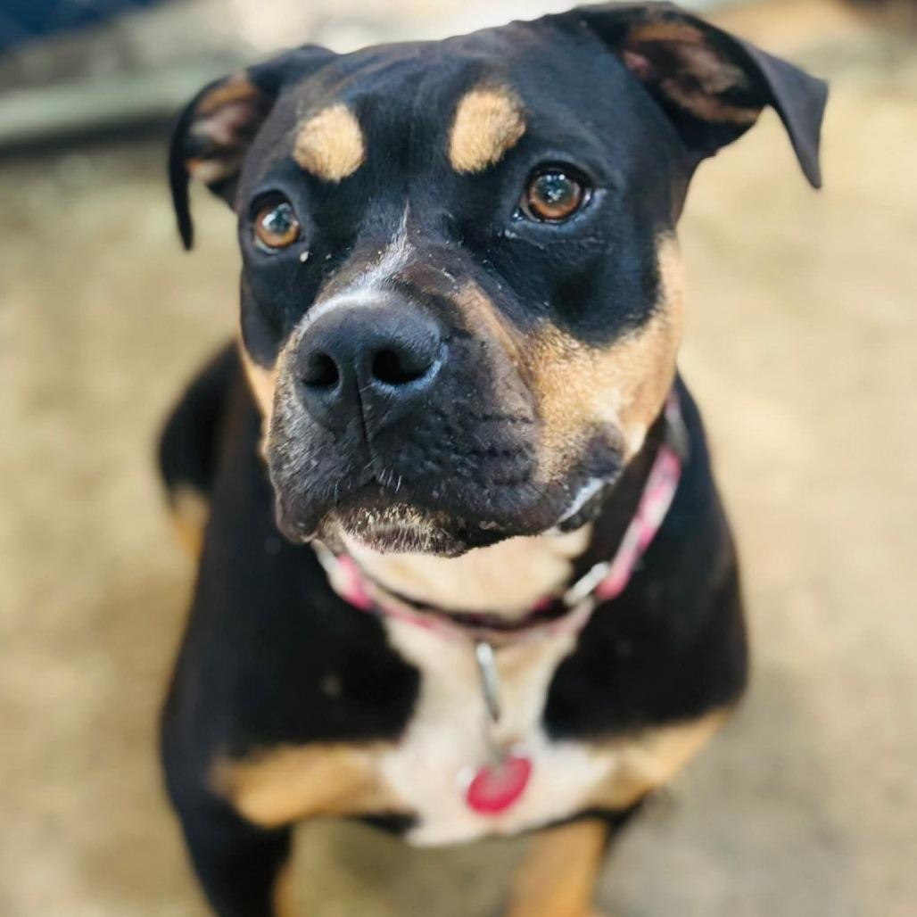 Enlarge Chaka Khan, a Adoptable Mixed Breed in Williston, FL image 3/6