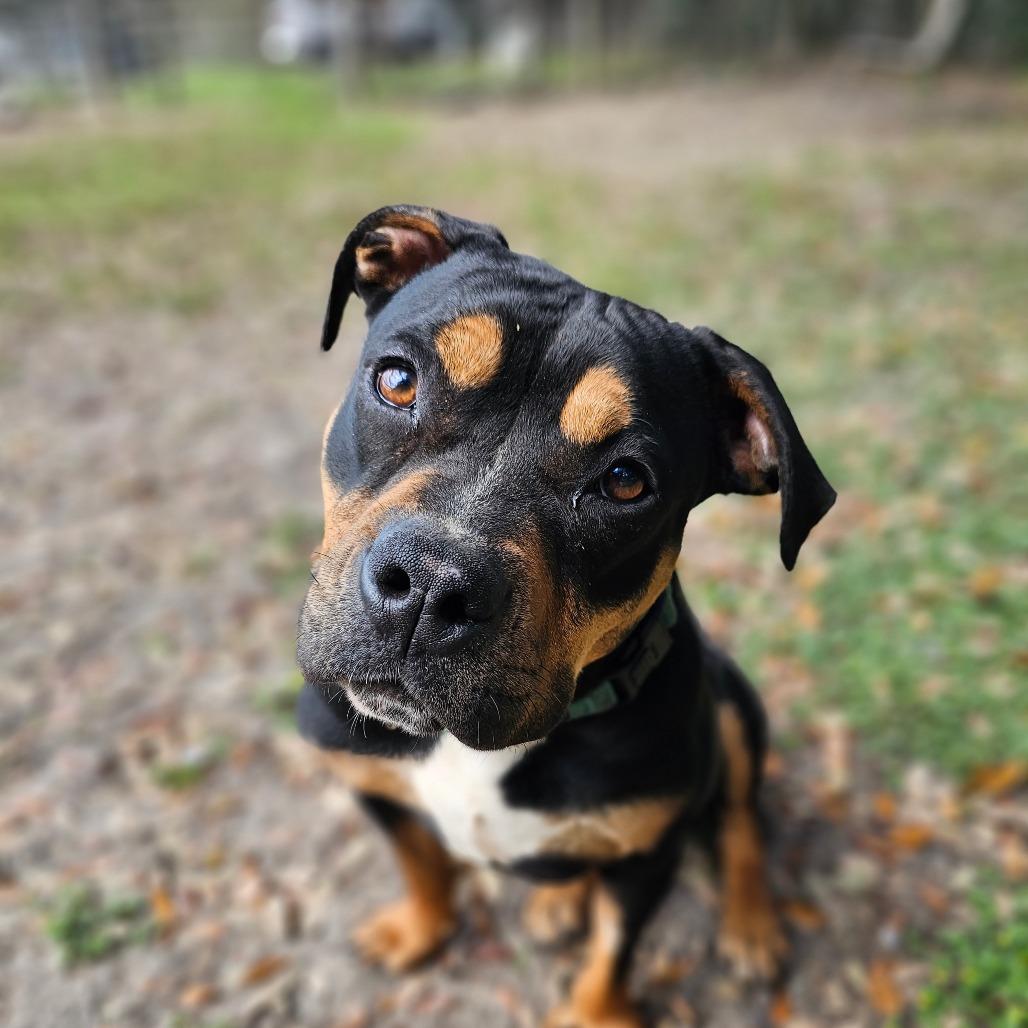 Enlarge Chaka Khan, a Adoptable Mixed Breed in Williston, FL image 4/6