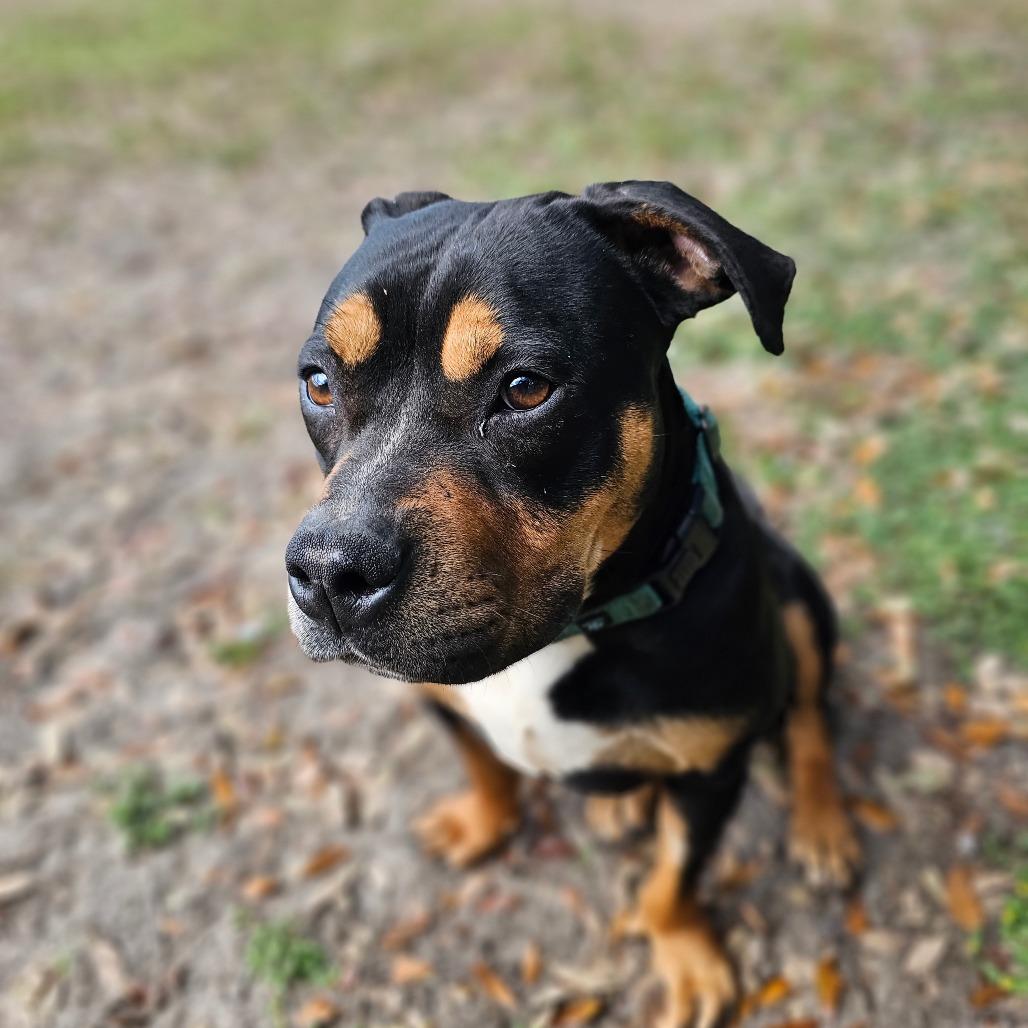 Enlarge Chaka Khan, a Adoptable Mixed Breed in Williston, FL image 5/6