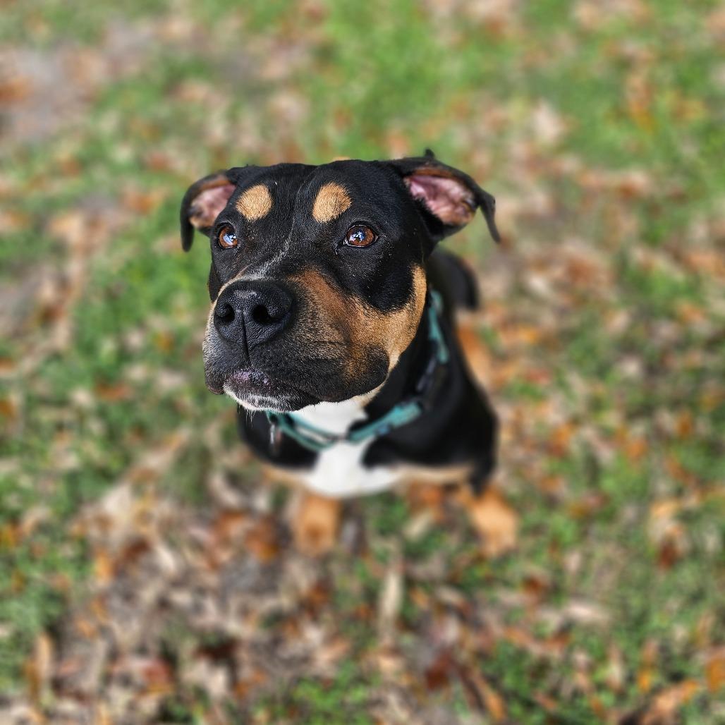 Enlarge Chaka Khan, a Adoptable Mixed Breed in Williston, FL image 6/6