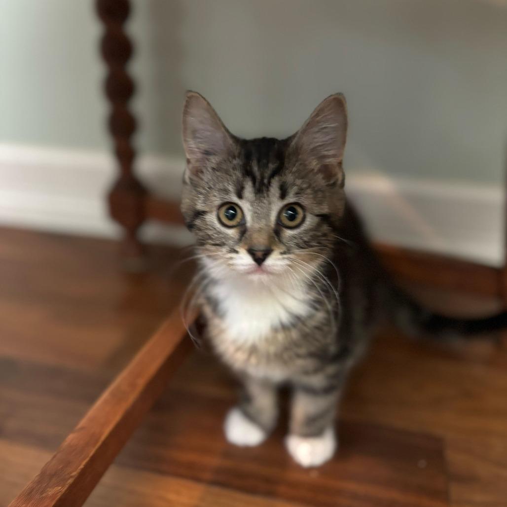 Evangeline, Adoptable, Kitten Female Domestic Short Hair.