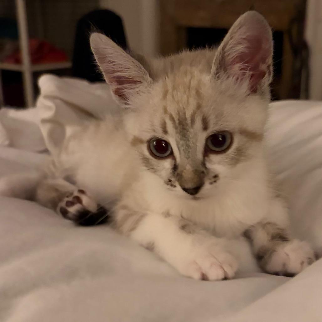 Astro, a Adoptable Domestic Short Hair in Tustin, CA image 1/3