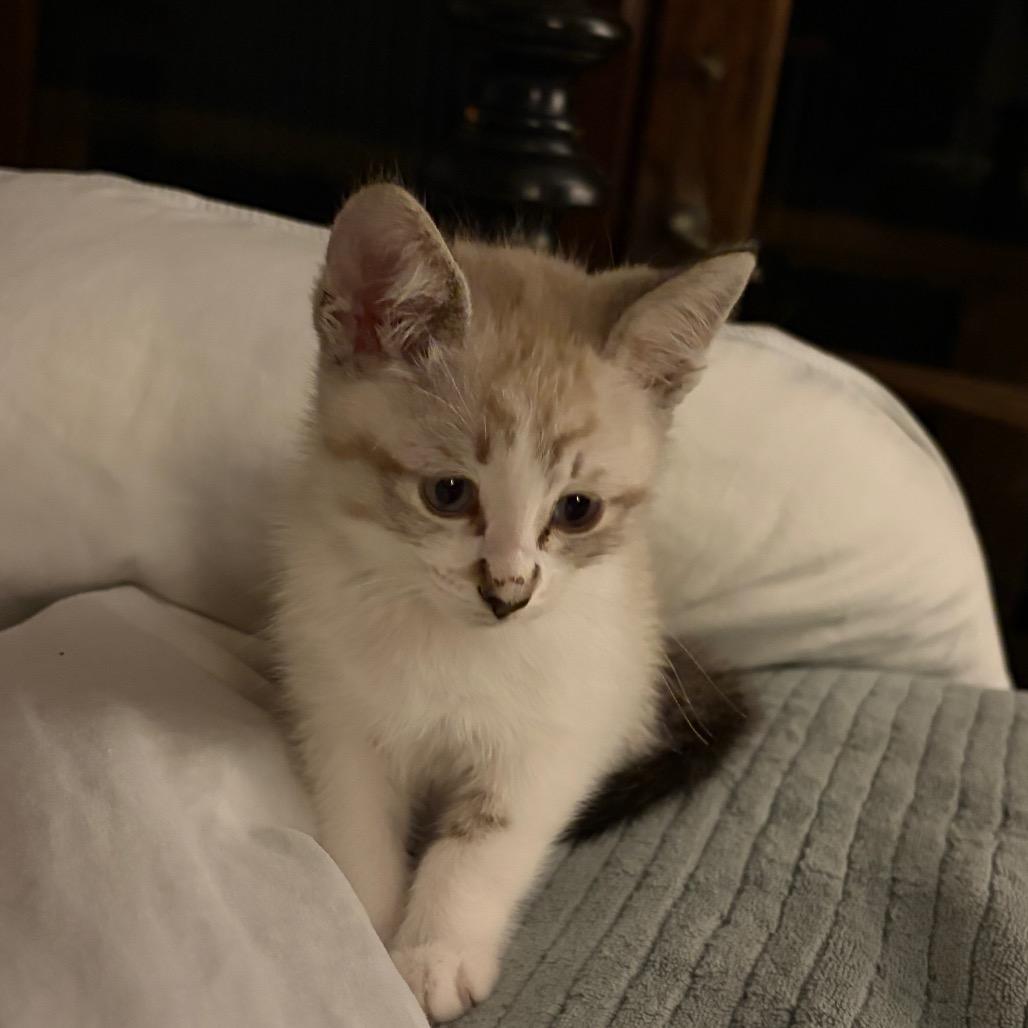 Astro, a Adoptable Domestic Short Hair in Tustin, CA image 3/3