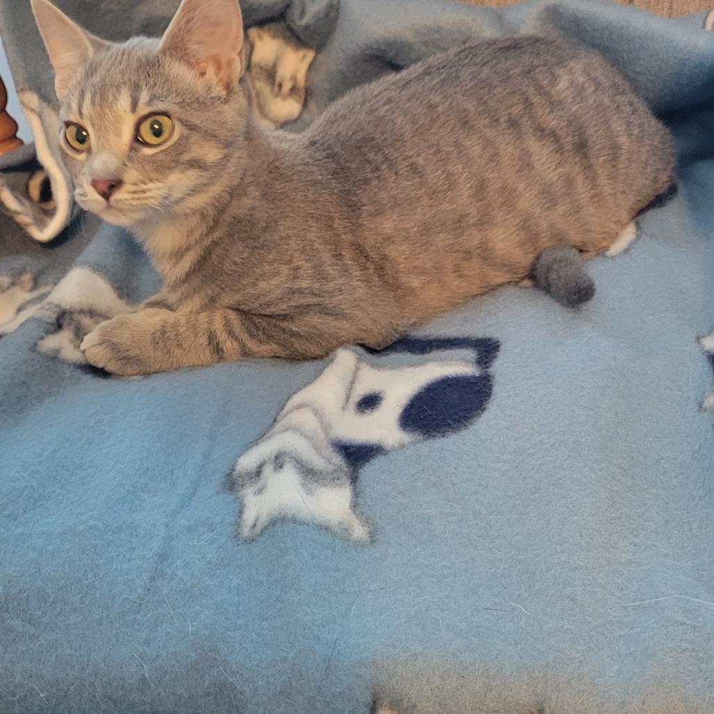 Pickles, Adoptable, Kitten Female Domestic Short Hair.