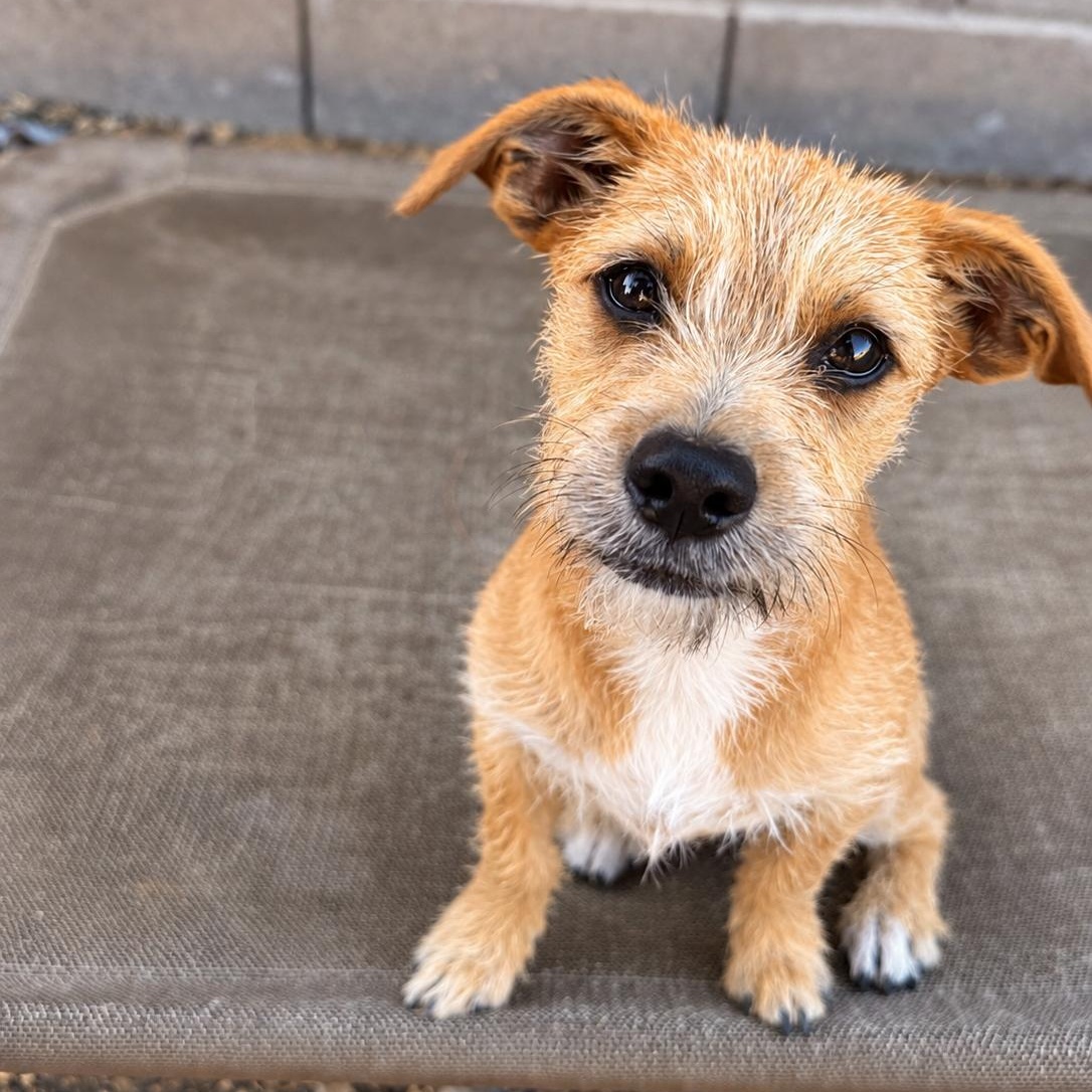Enlarge Leah, a Adoptable mixed breed in Lodi, CA image 2/6